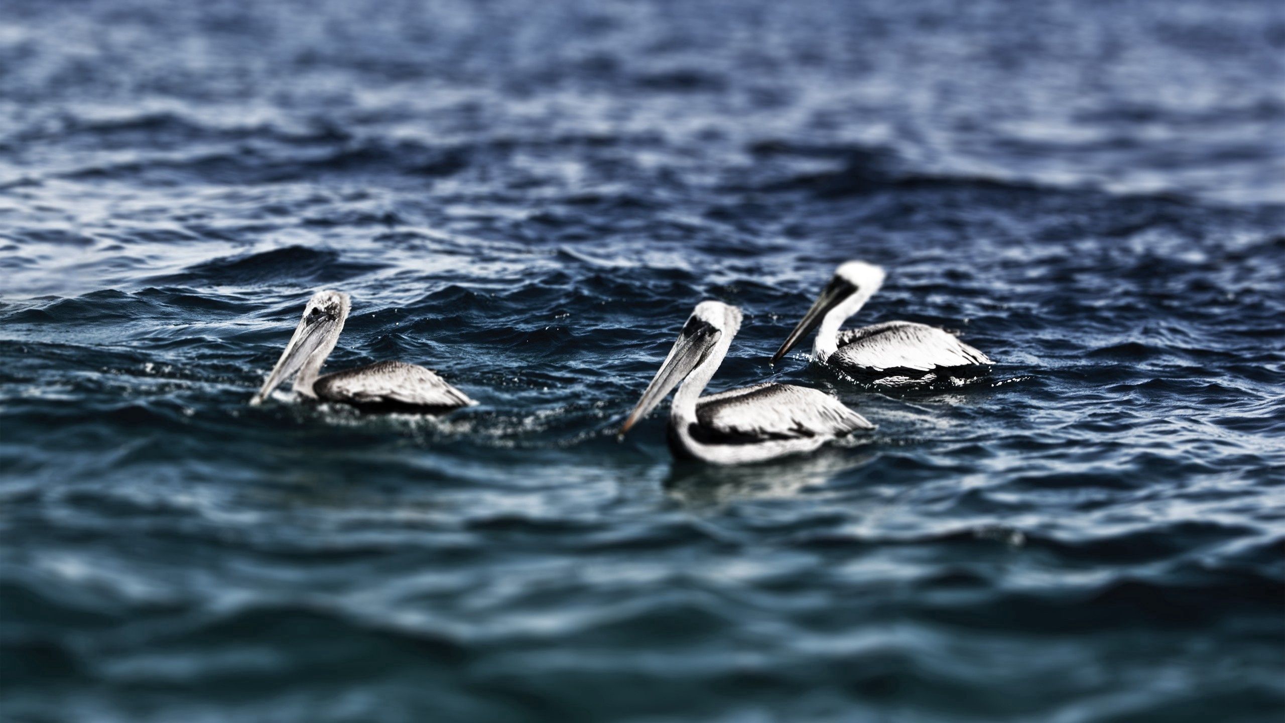 Download mobile wallpaper Pelicans, Animals, Water, Sea, Swimming, Birds for free.