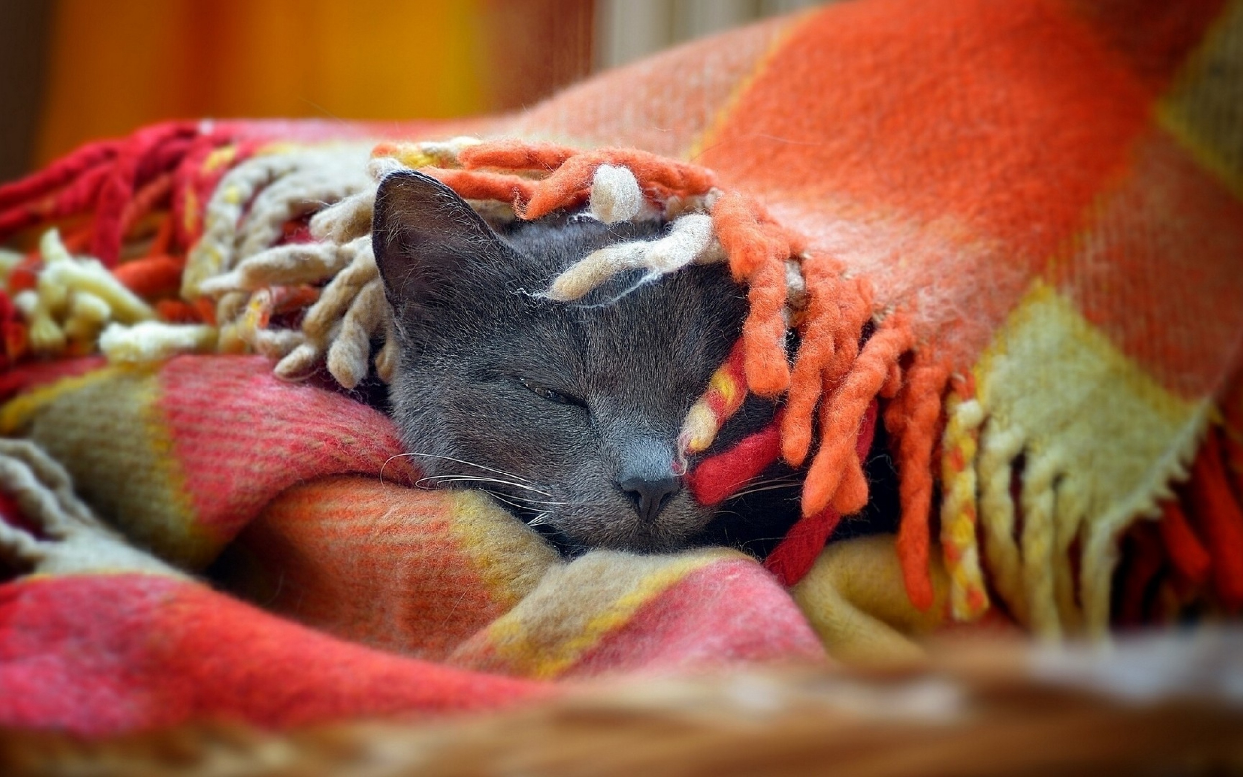 Покажи теплее. Кот в пледе. Укутаться в плед. Коты в одеяле. Кот под пледом.