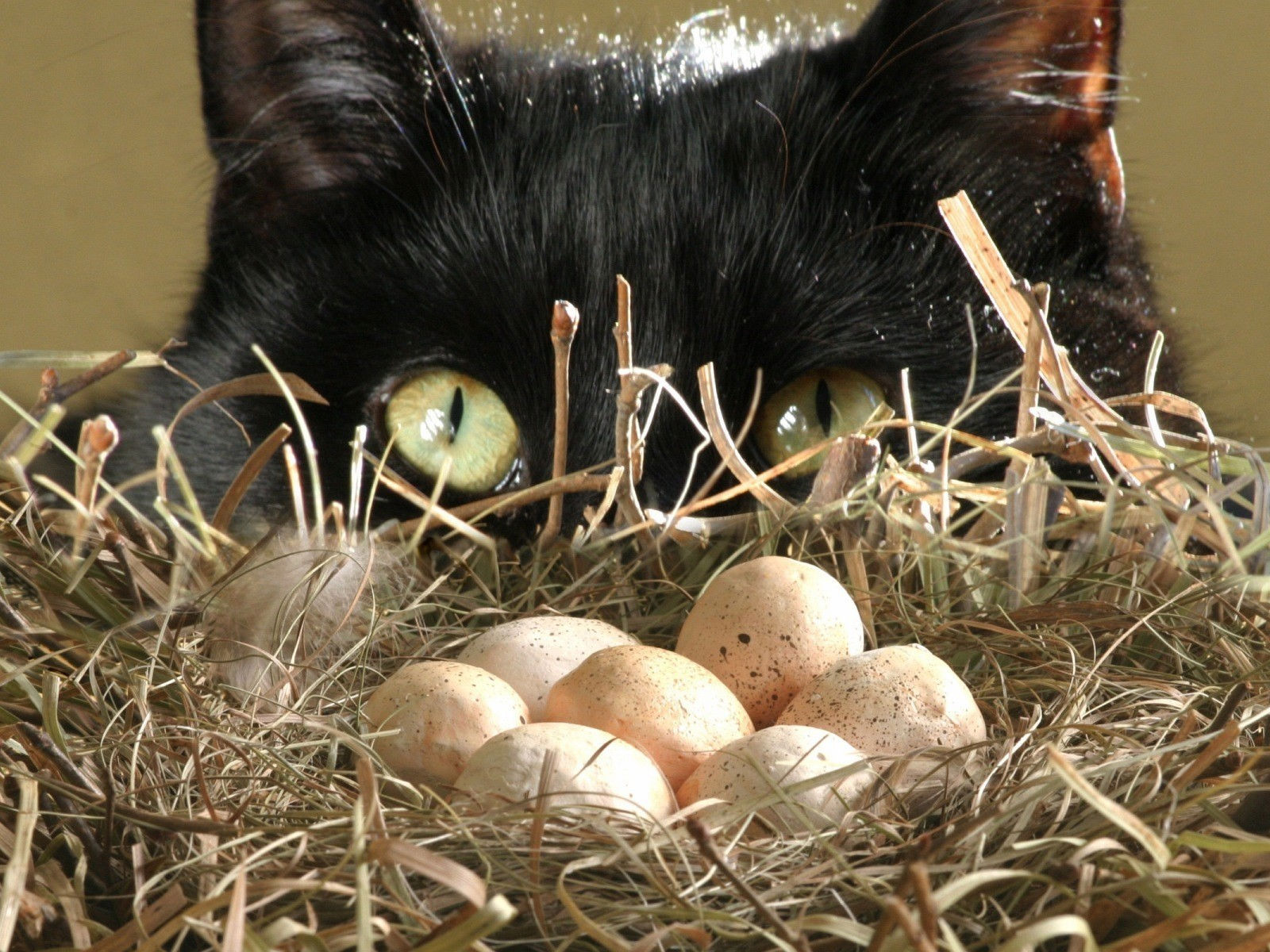 Можно коту яйцо. Яйца кота. Пасхальный кот. Кот в гнезде. Гнездо с яйцами.
