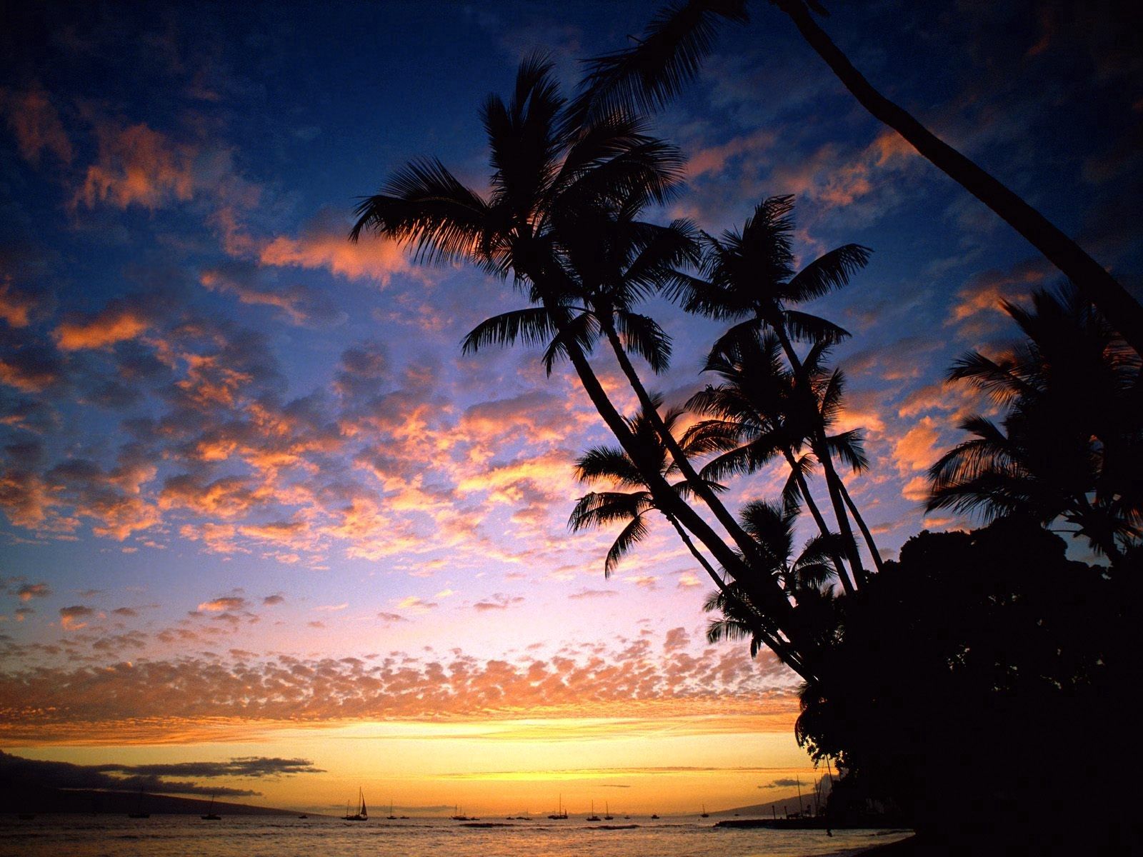 bank, nature, sky, ships, sea, palms, shore, silhouettes, outlines, evening, hawaii Full HD