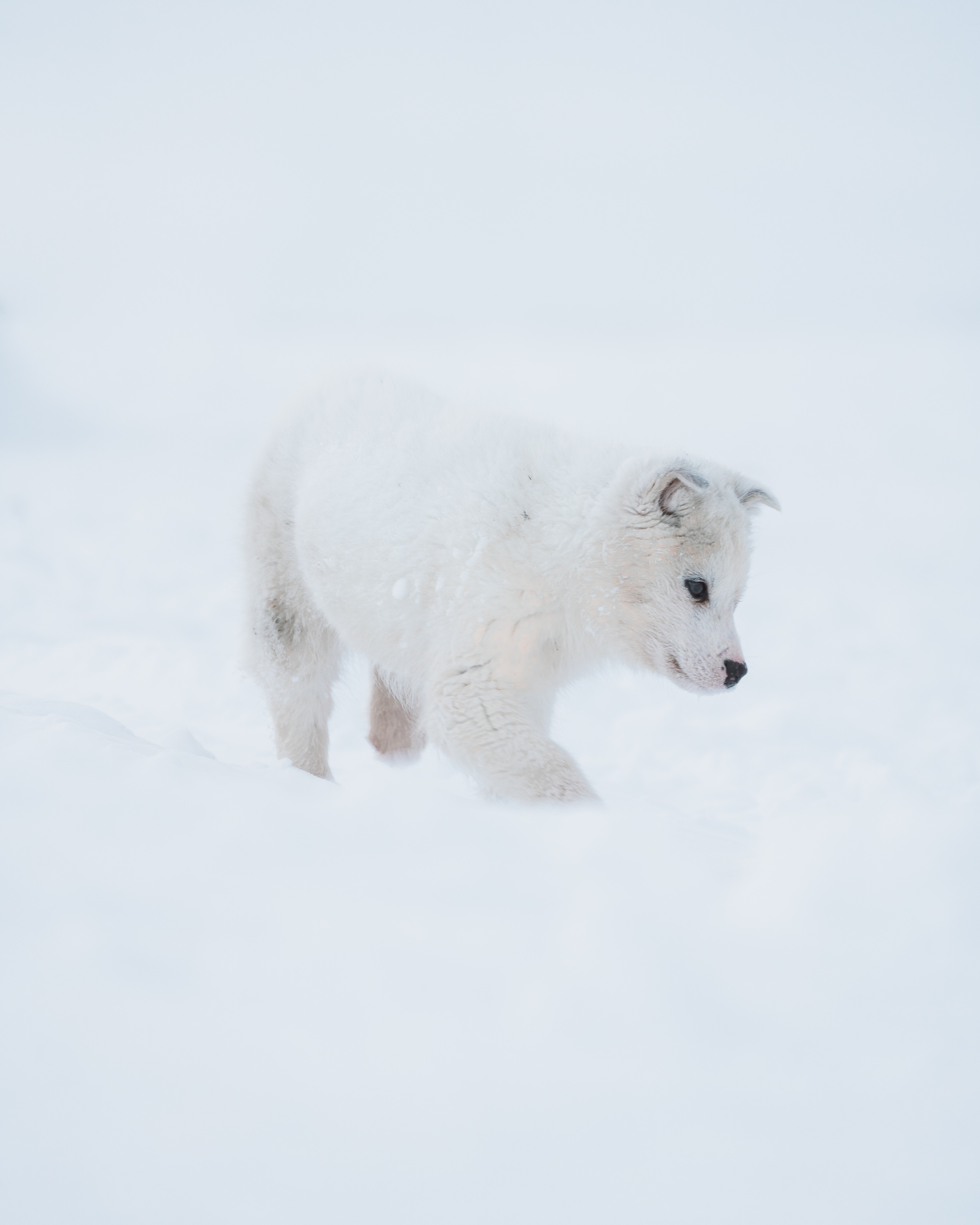 154526壁紙のダウンロード動物, 雪, 犬, 白い, 子犬, ハスキー-スクリーンセーバーと写真を無料で