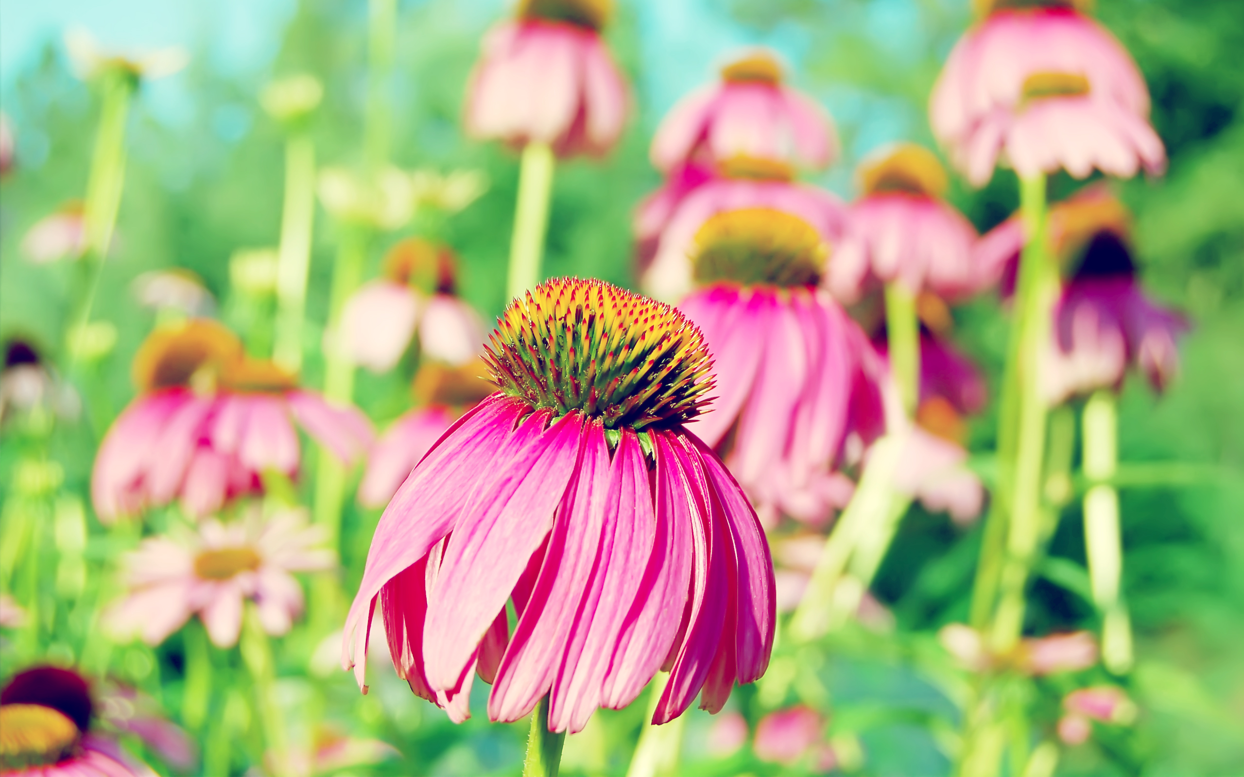 earth, coneflower, echinacea, flowers for android