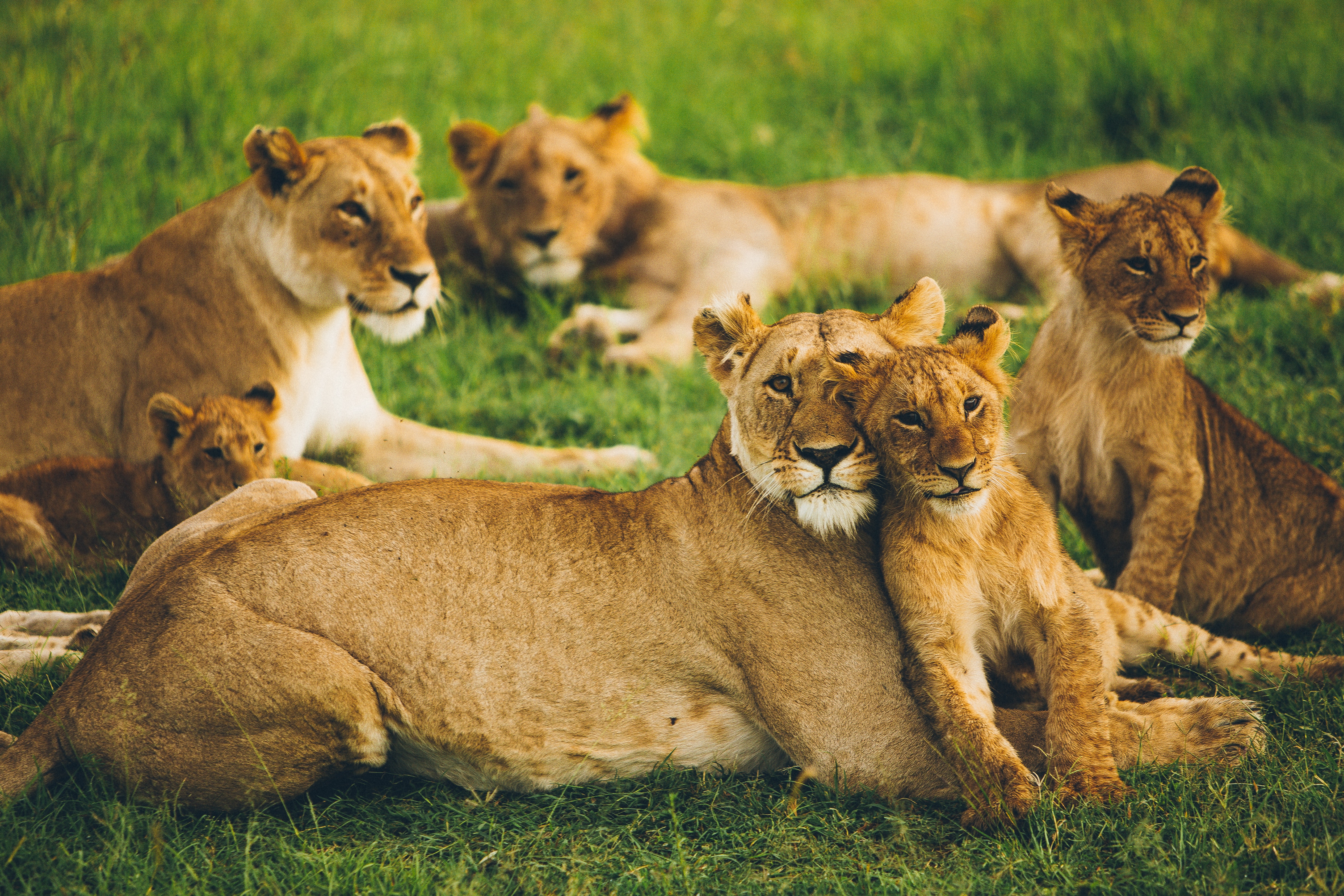 family, lioness, animals, predators, lion, wildlife, flock, lion cub, big cats
