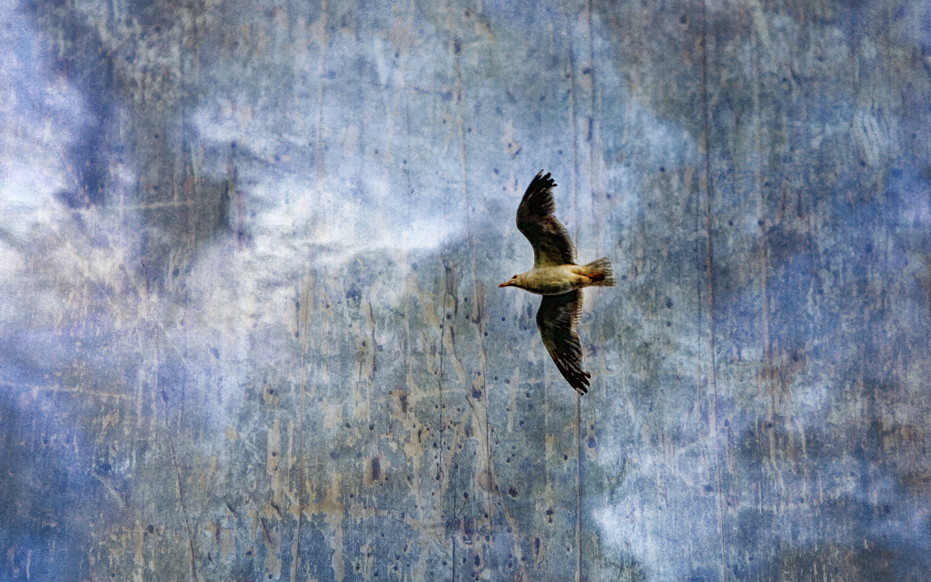background, animals, birds, seagulls, blue HD wallpaper