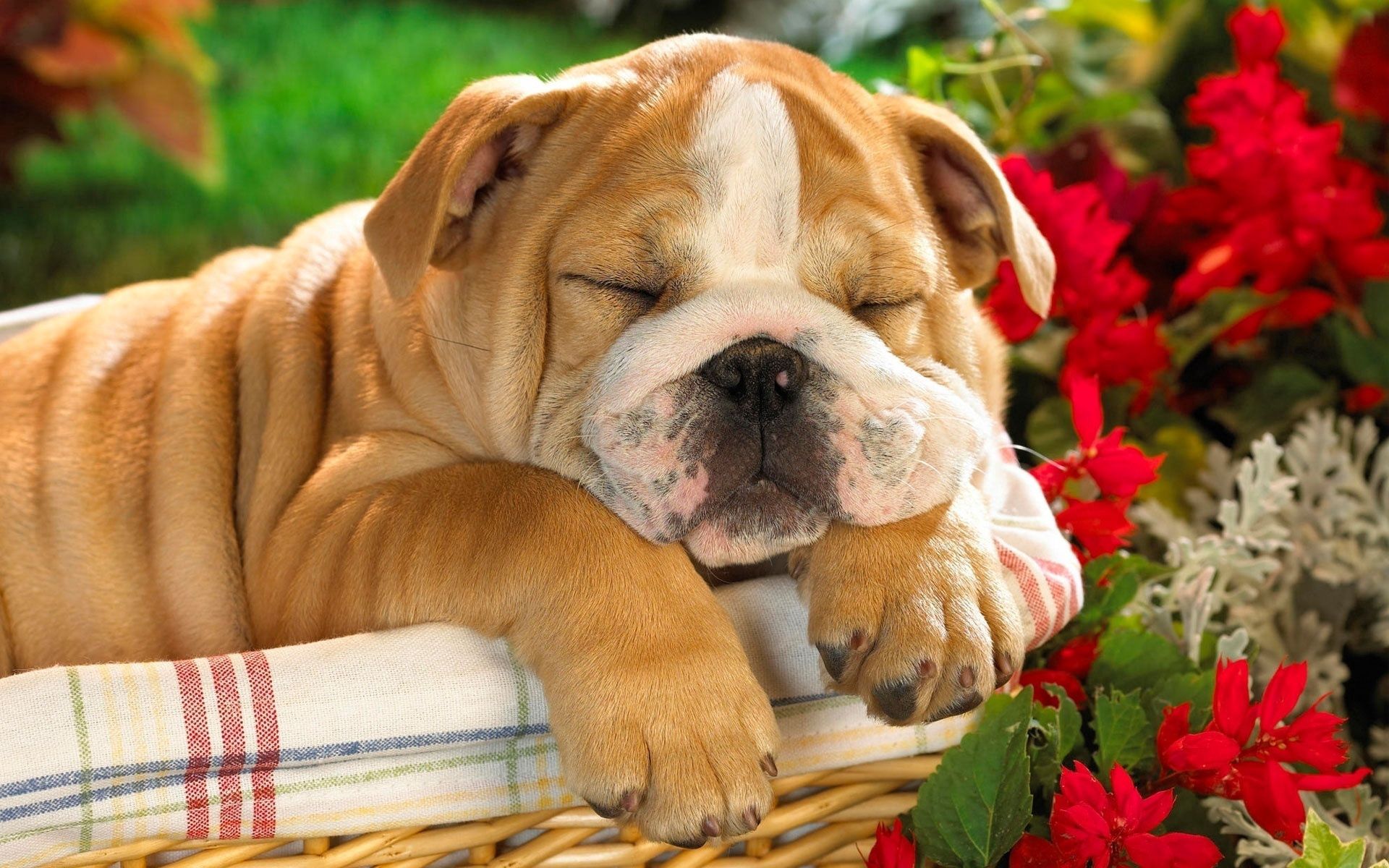 Download mobile wallpaper Dog, English Bulldog, Basket, Animals, Puppy for free.