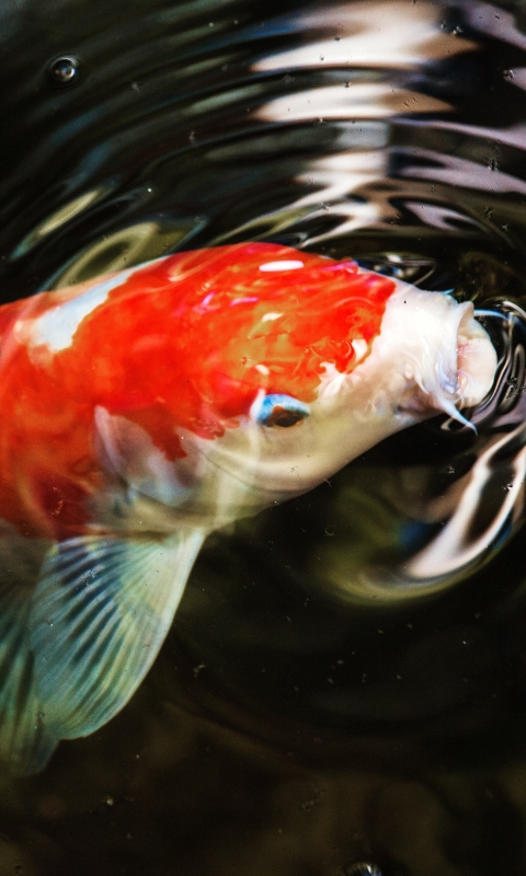 1141618 descargar fondo de pantalla animales, koi, pez, carpa koi, peces: protectores de pantalla e imágenes gratis