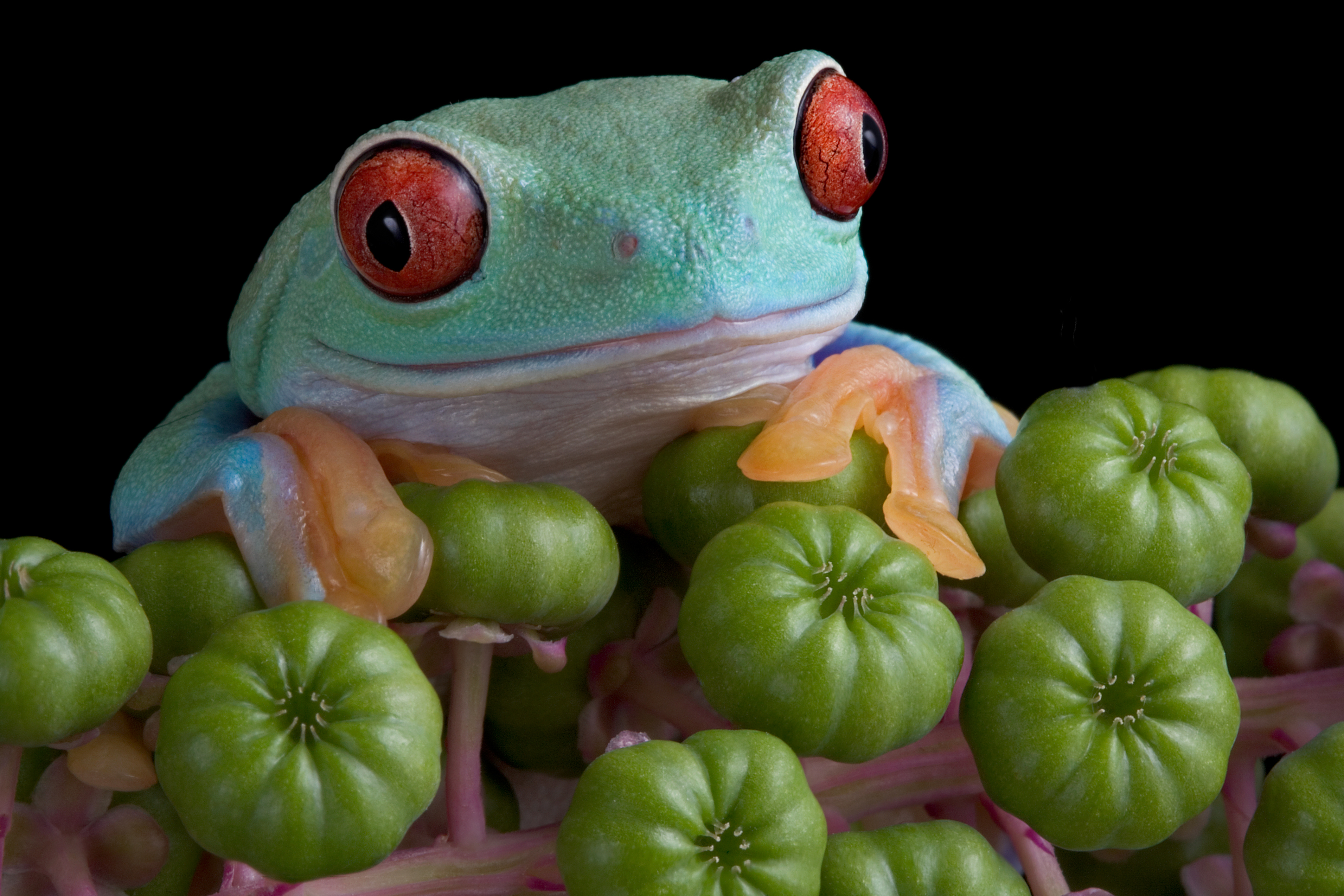 animal, red eyed tree frog, amphibian, frog, macro, frogs 32K
