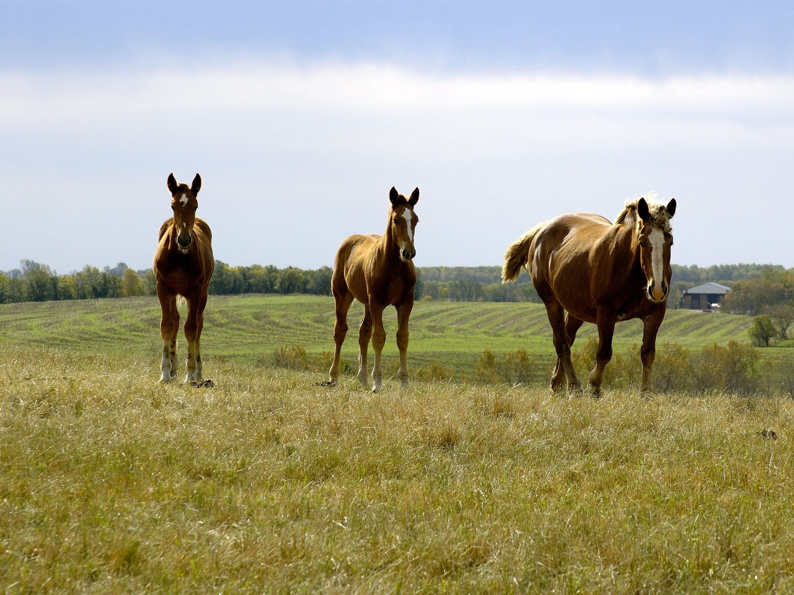 Download mobile wallpaper Grass, Animals, Sky, Horses for free.