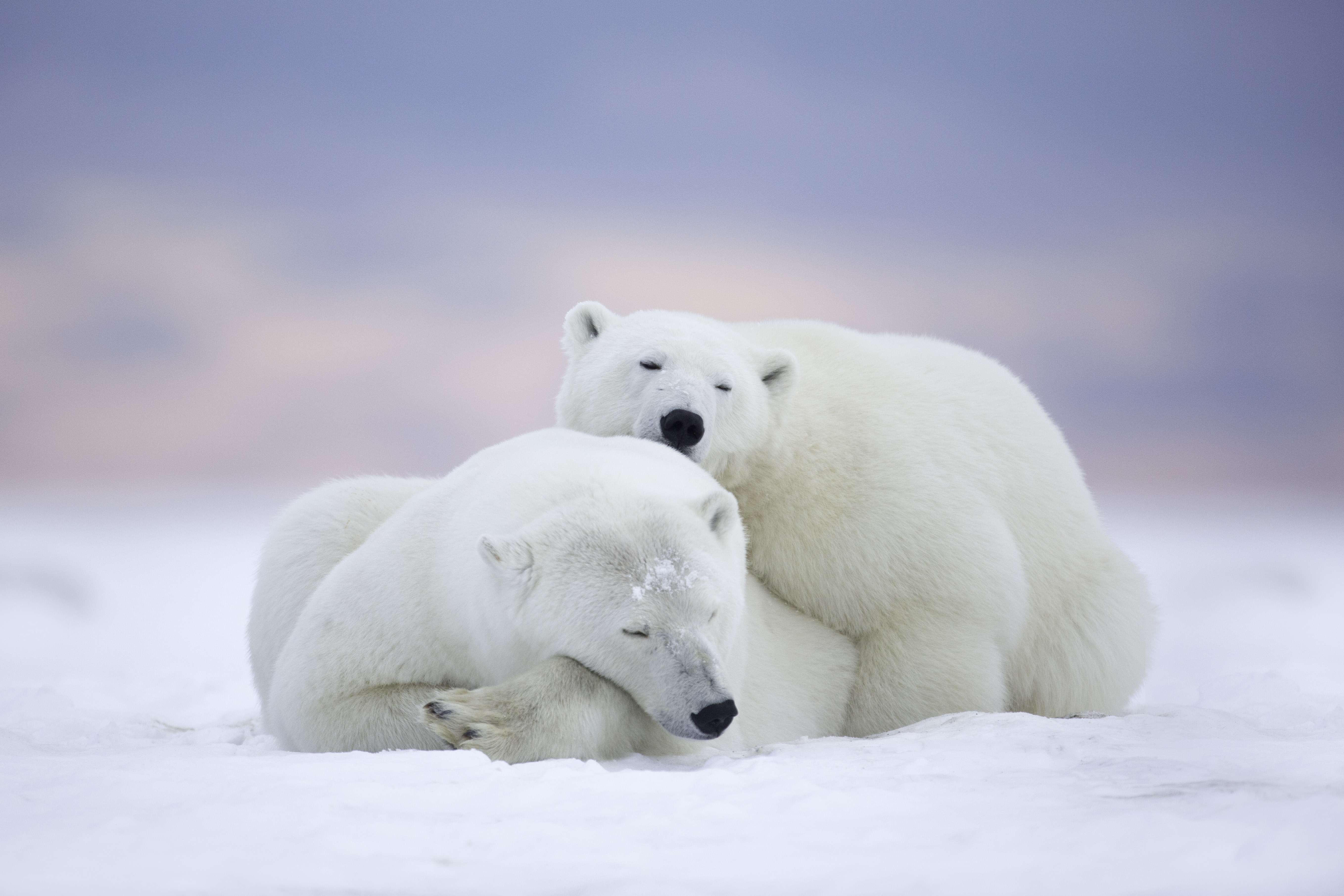 Международный день полярного (белого) медведя