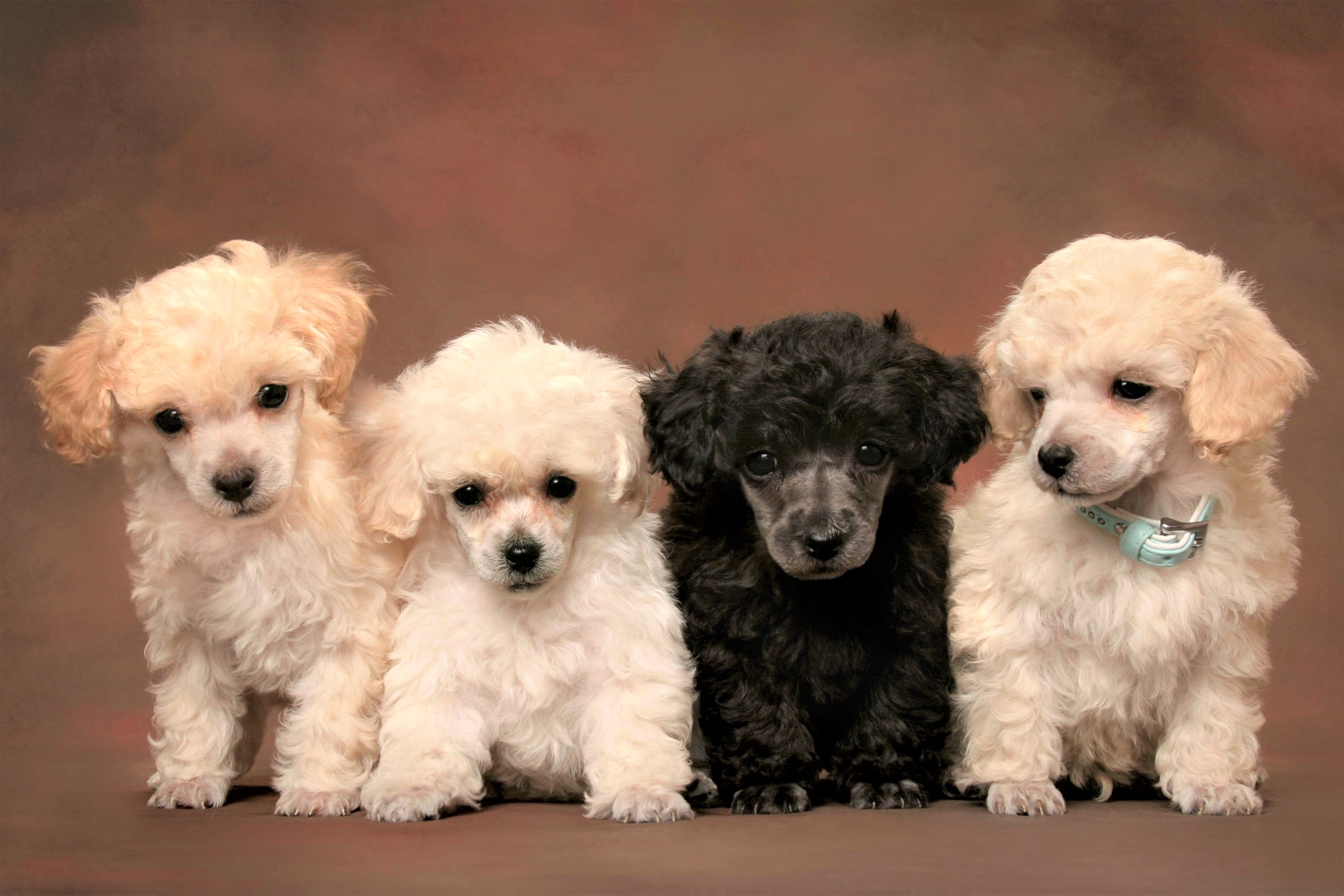 Фото породистых собак с названием породы маленьких