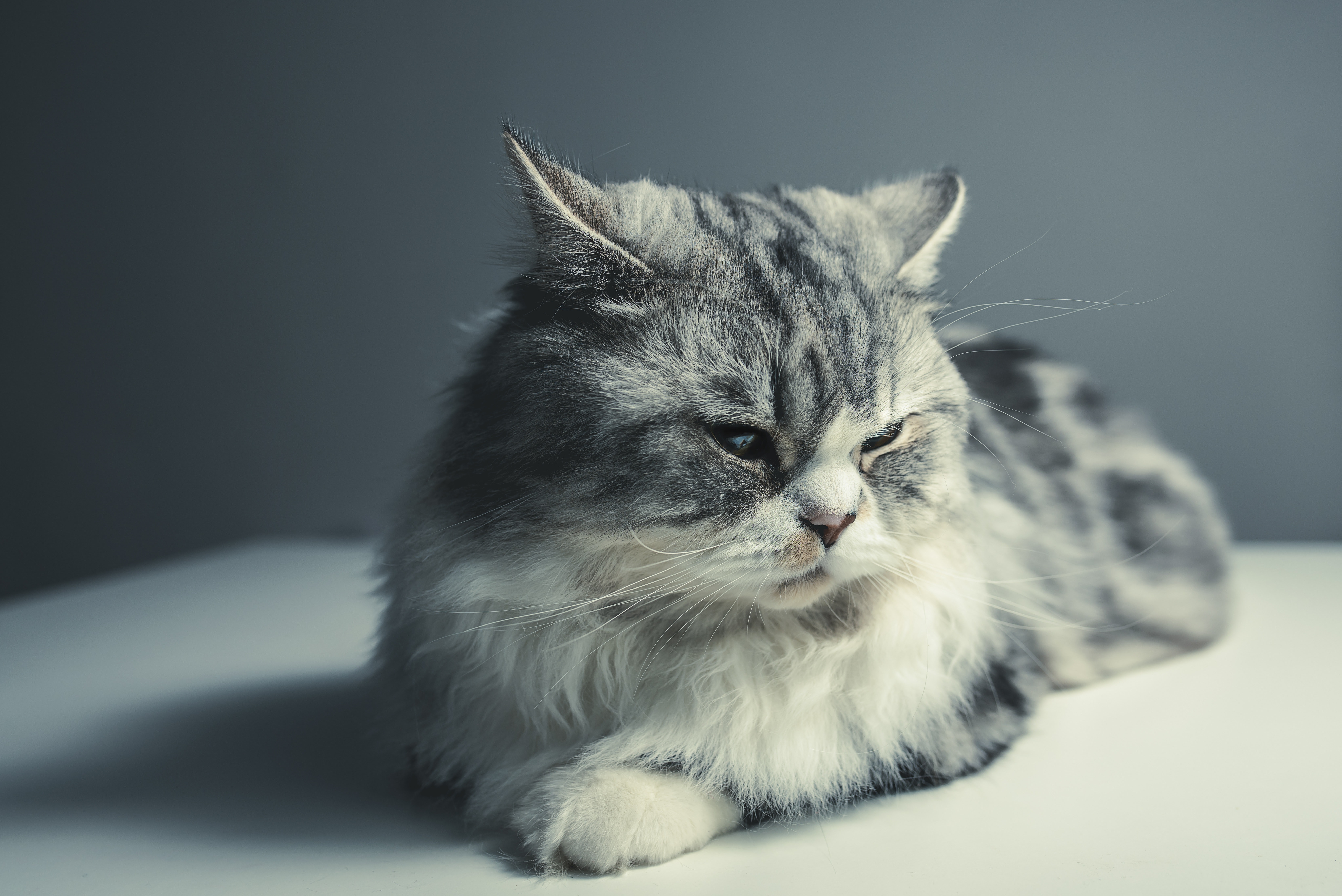 Персидский кот серый полосатый