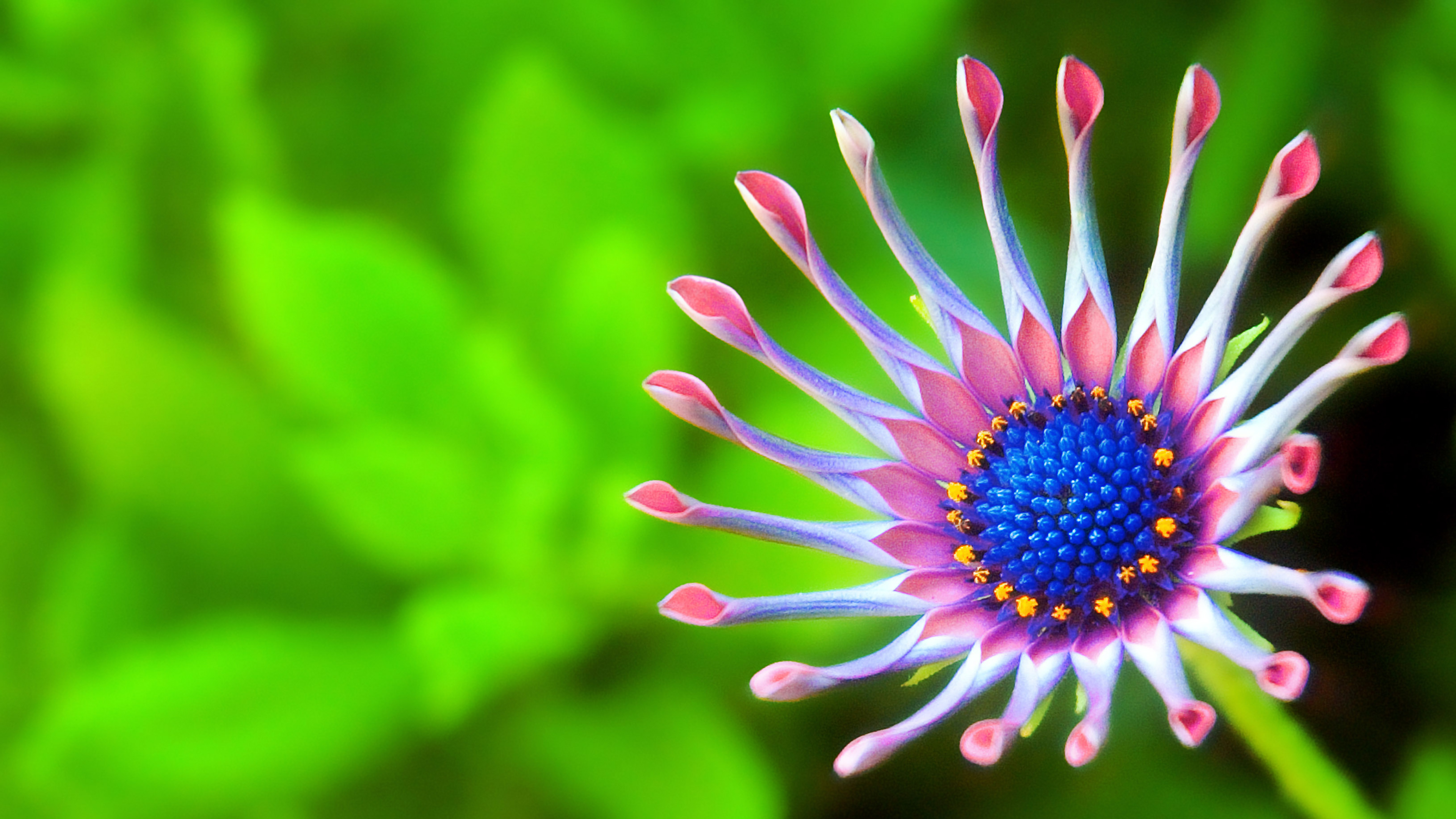 African Daisy Tablet HD picture
