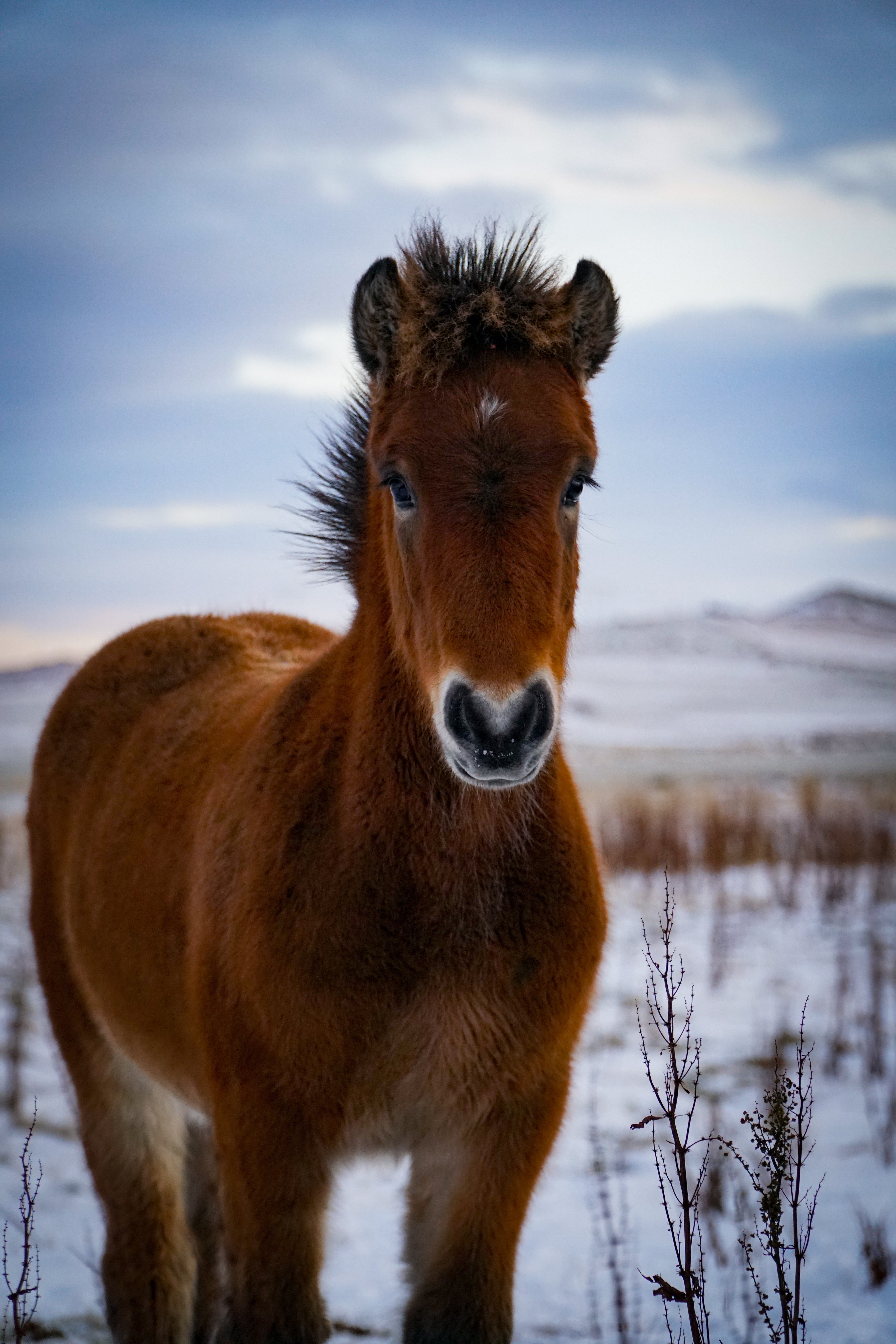 Download mobile wallpaper Pony, Animals, Animal, Brown, Horse for free.