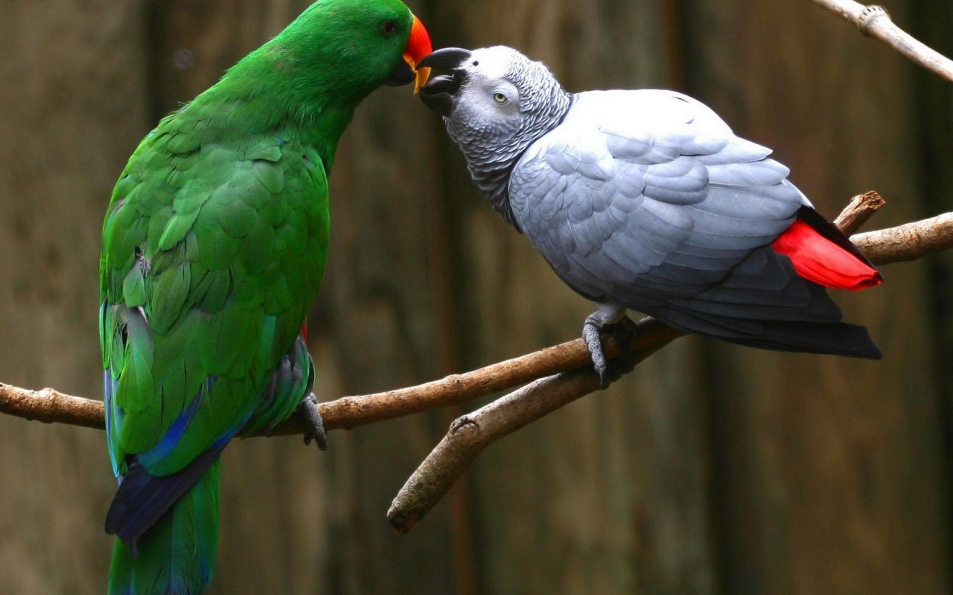 collection of best African Grey Parrot HD wallpaper