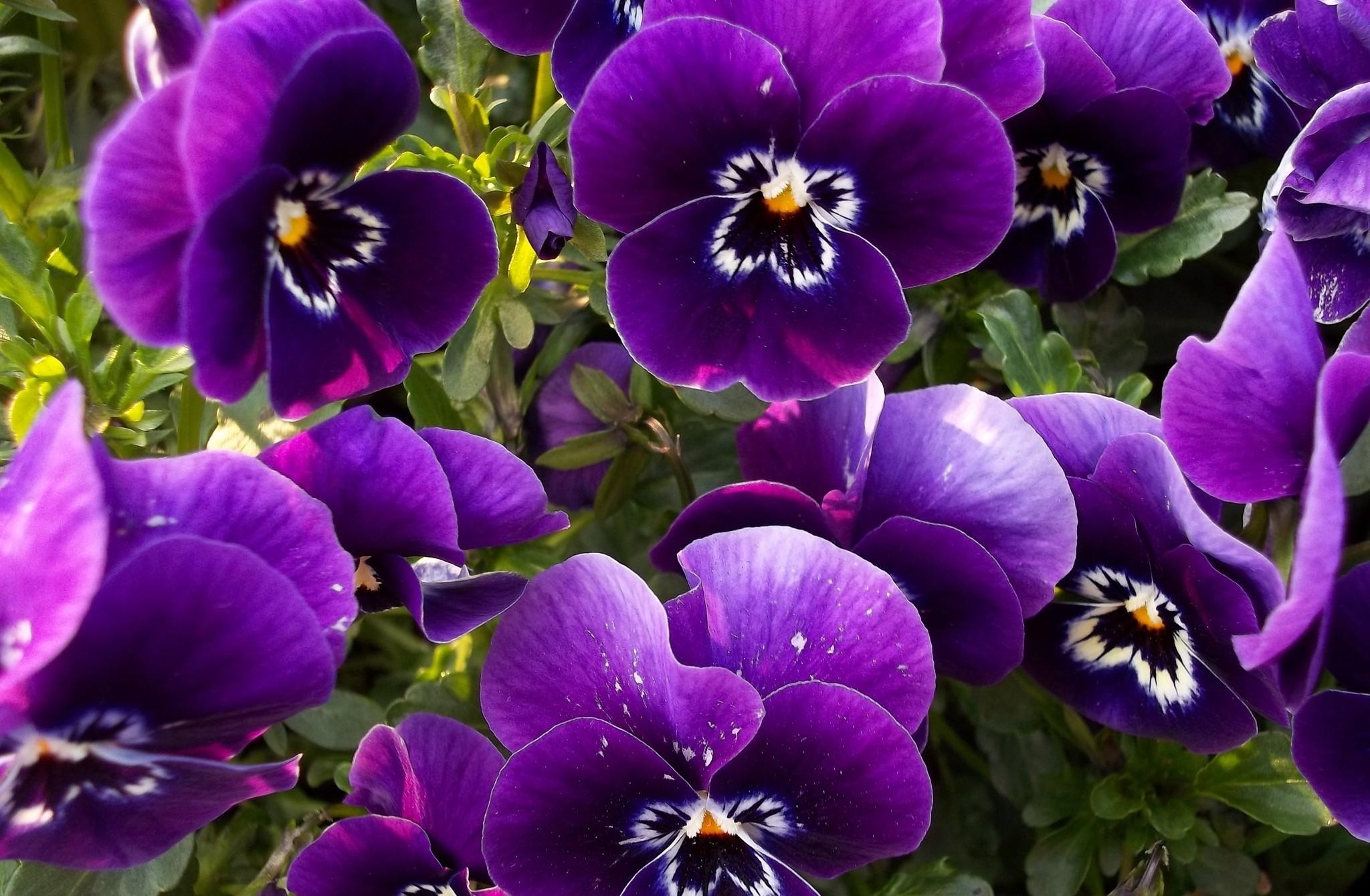 android flowers, close up, pansies, flower bed, flowerbed