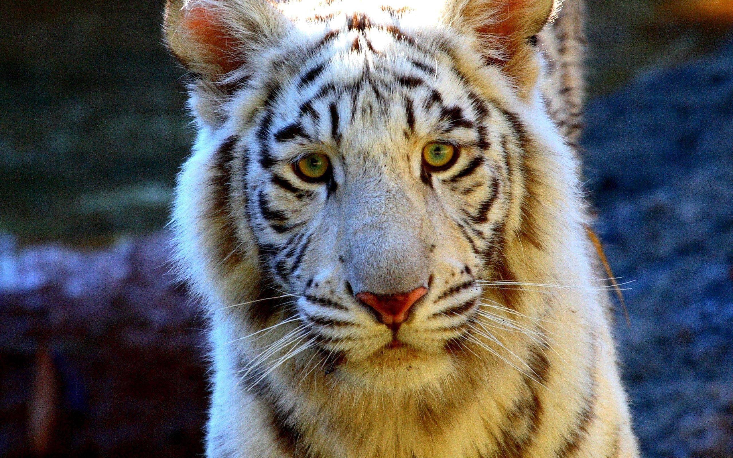 Download mobile wallpaper Opinion, Muzzle, Sight, Sad, Animals, Tiger for free.