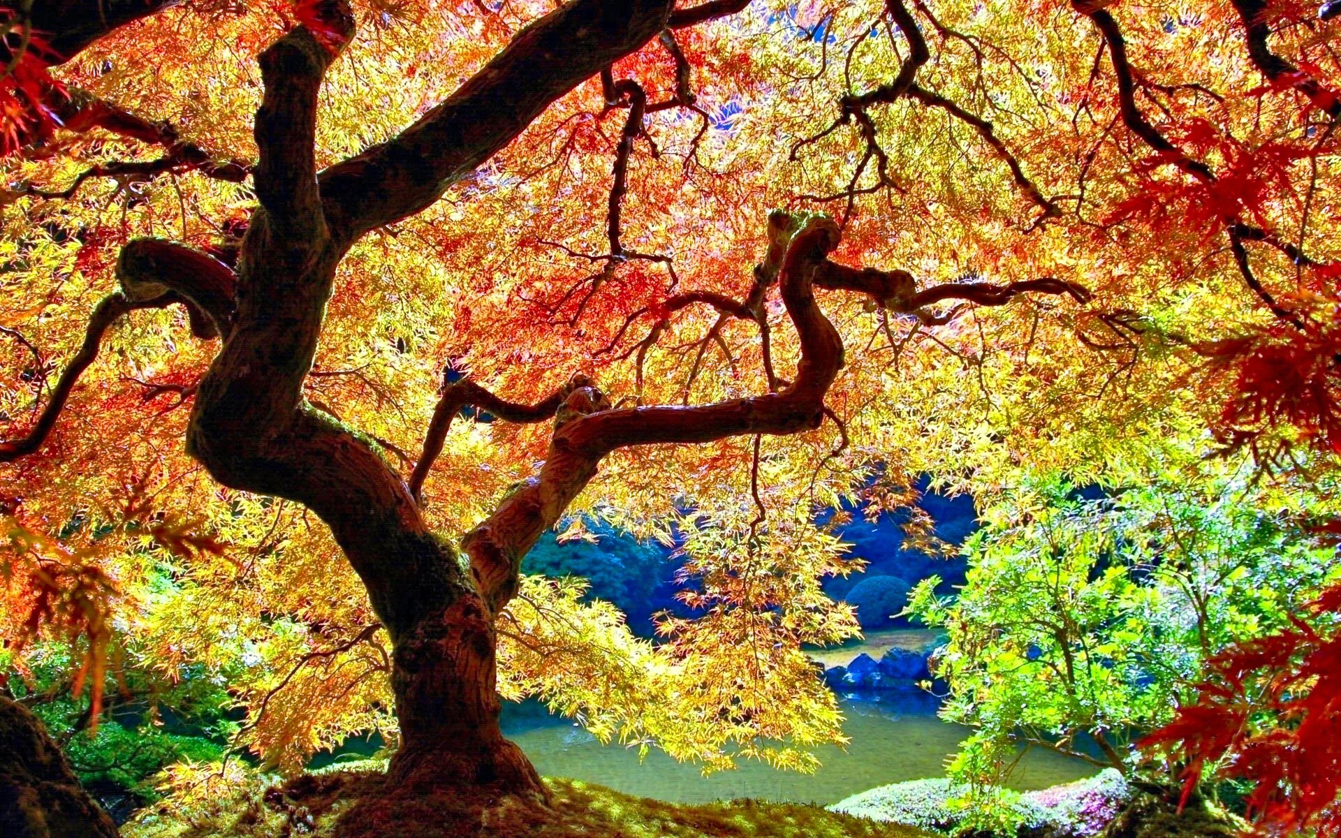 Handy-Wallpaper Bäume, Japan, Garten, Bunt, Park, Baum, Herbst, Natur, Erde/natur kostenlos herunterladen.