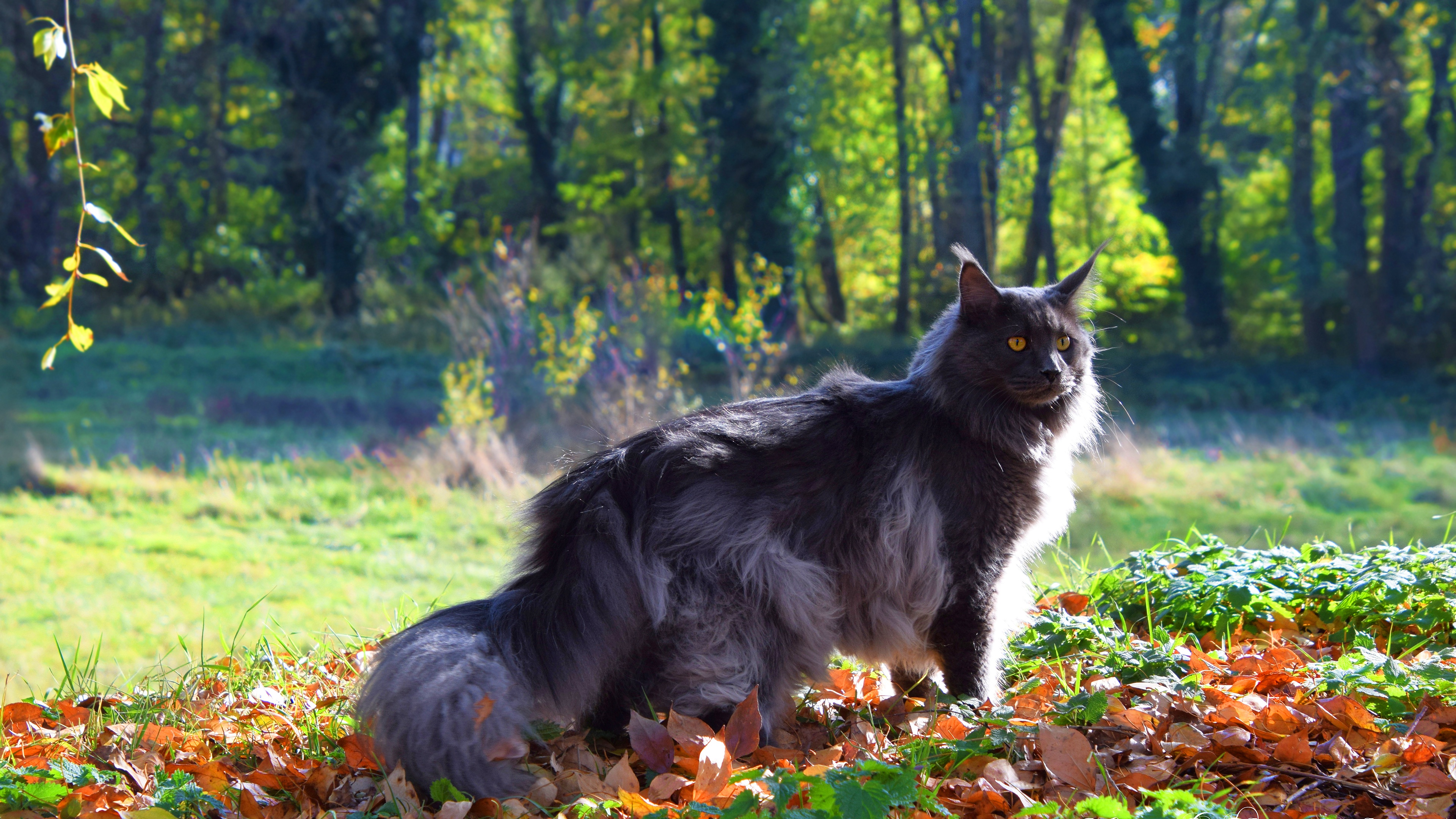 wallpapers animal, cat, maine coon, cats