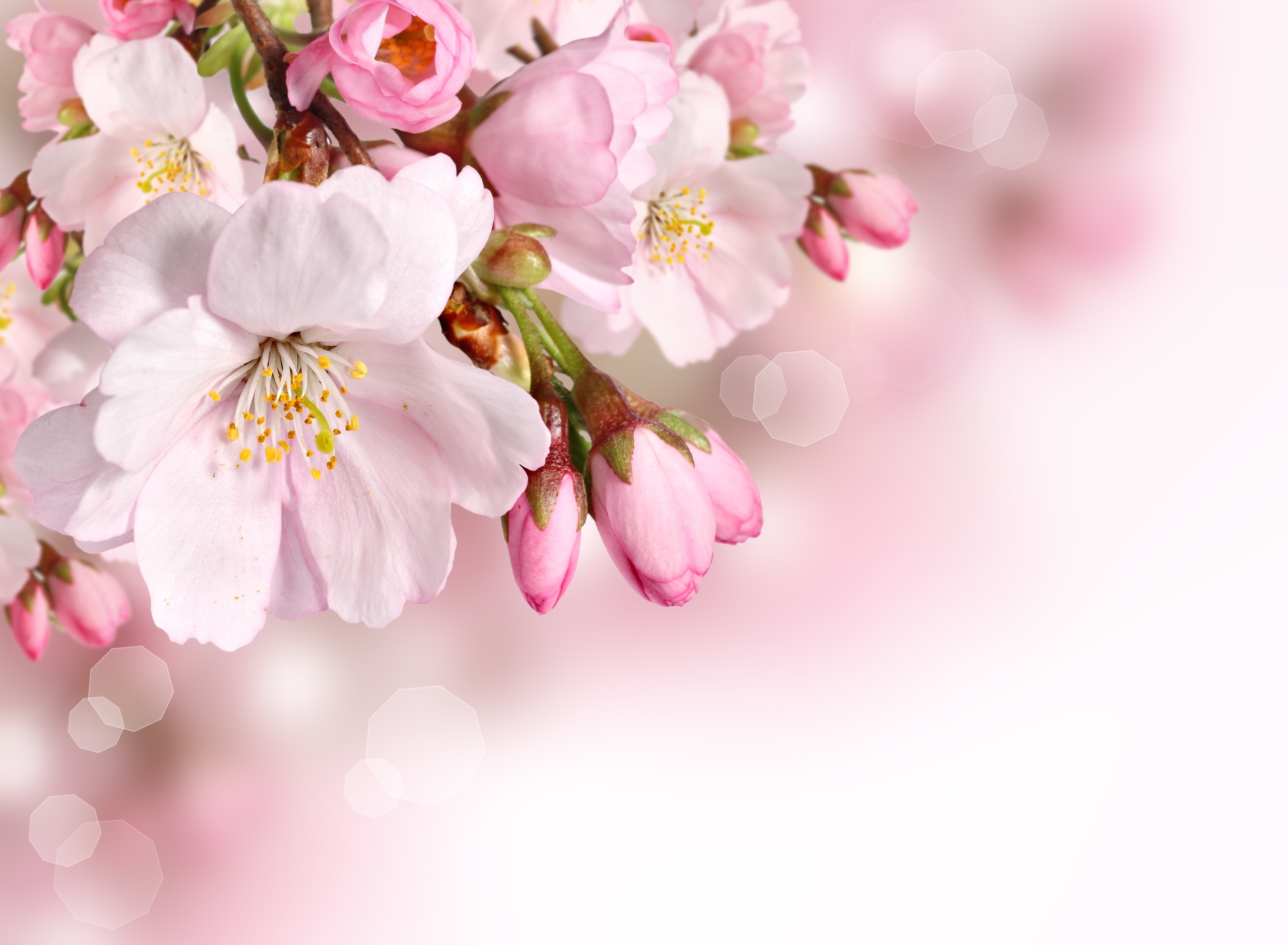 earth, blossom, close up, flower, nature, pink flower, spring, flowers
