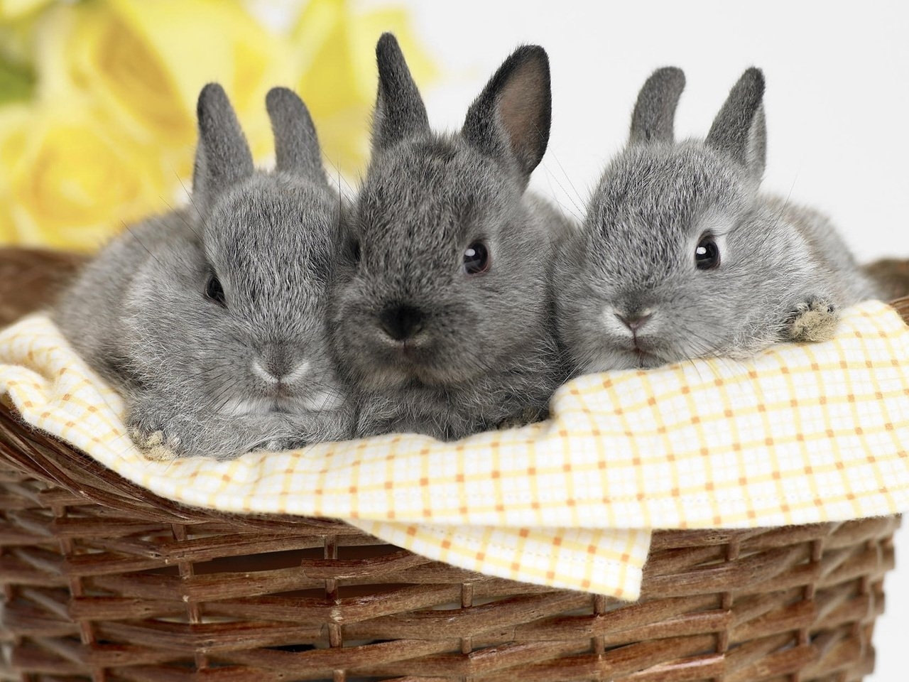 36314 Bildschirmschoner und Hintergrundbilder Kaninchen auf Ihrem Telefon. Laden Sie  Bilder kostenlos herunter