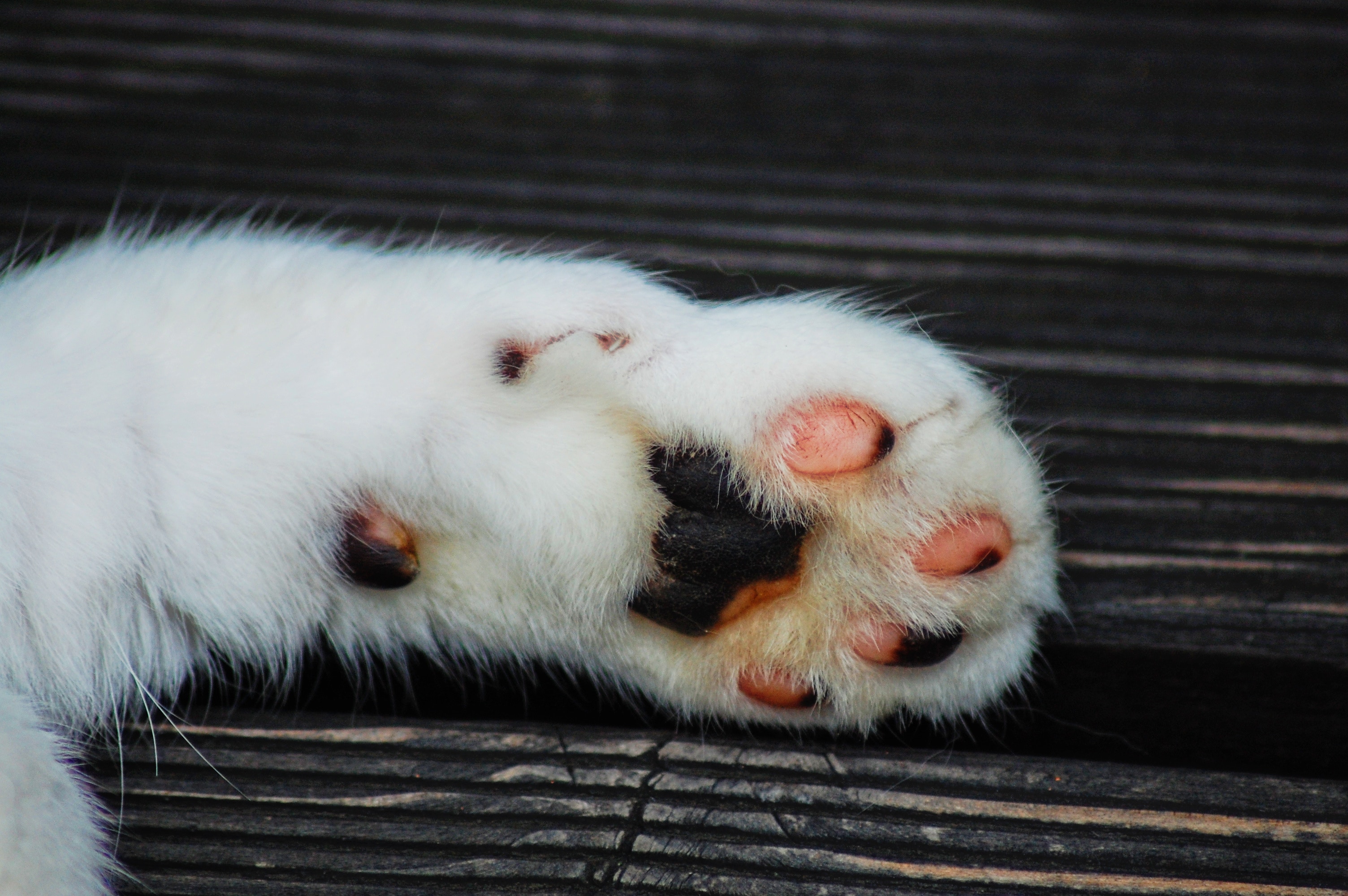 Download mobile wallpaper Paw, Animals, Stains, Spots, Cat for free.