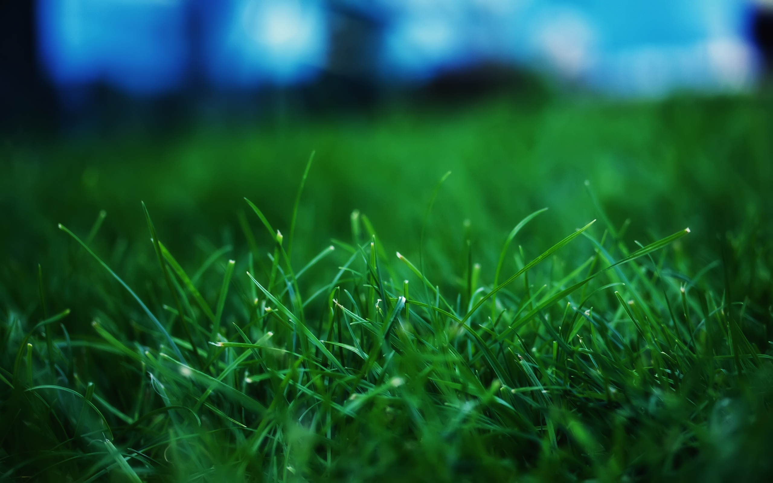 Сочная зеленая трава