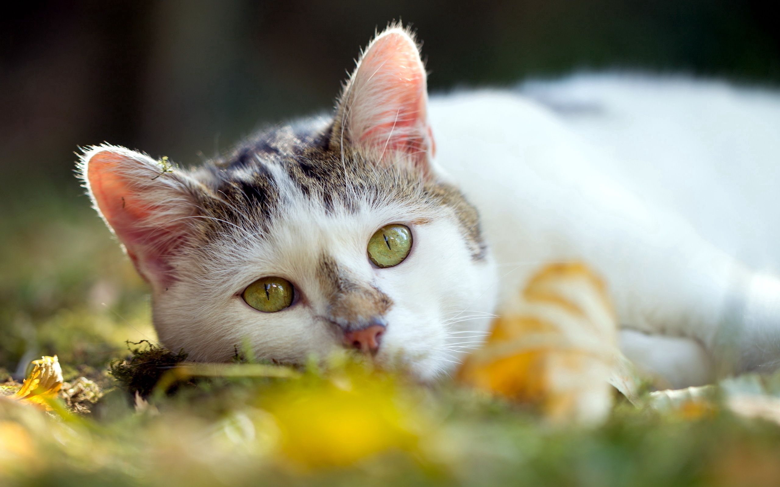 Full HD Wallpaper animals, cat, to lie down, lie, muzzle, sadness, relaxation, rest, sorrow