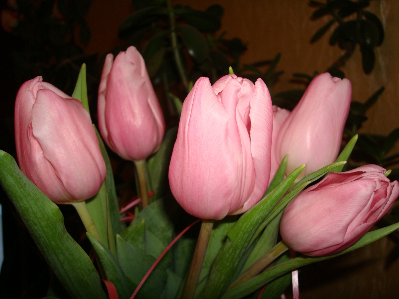 Handy-Wallpaper Blumen, Tulpen, Pflanzen kostenlos herunterladen.
