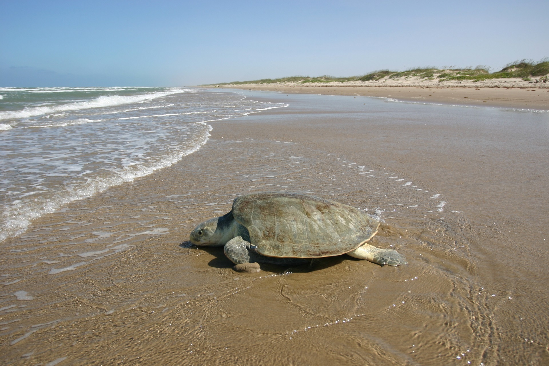 nature, beach, sea, turtles, sand, animal, sea turtle, ocean, shore Free Stock Photo