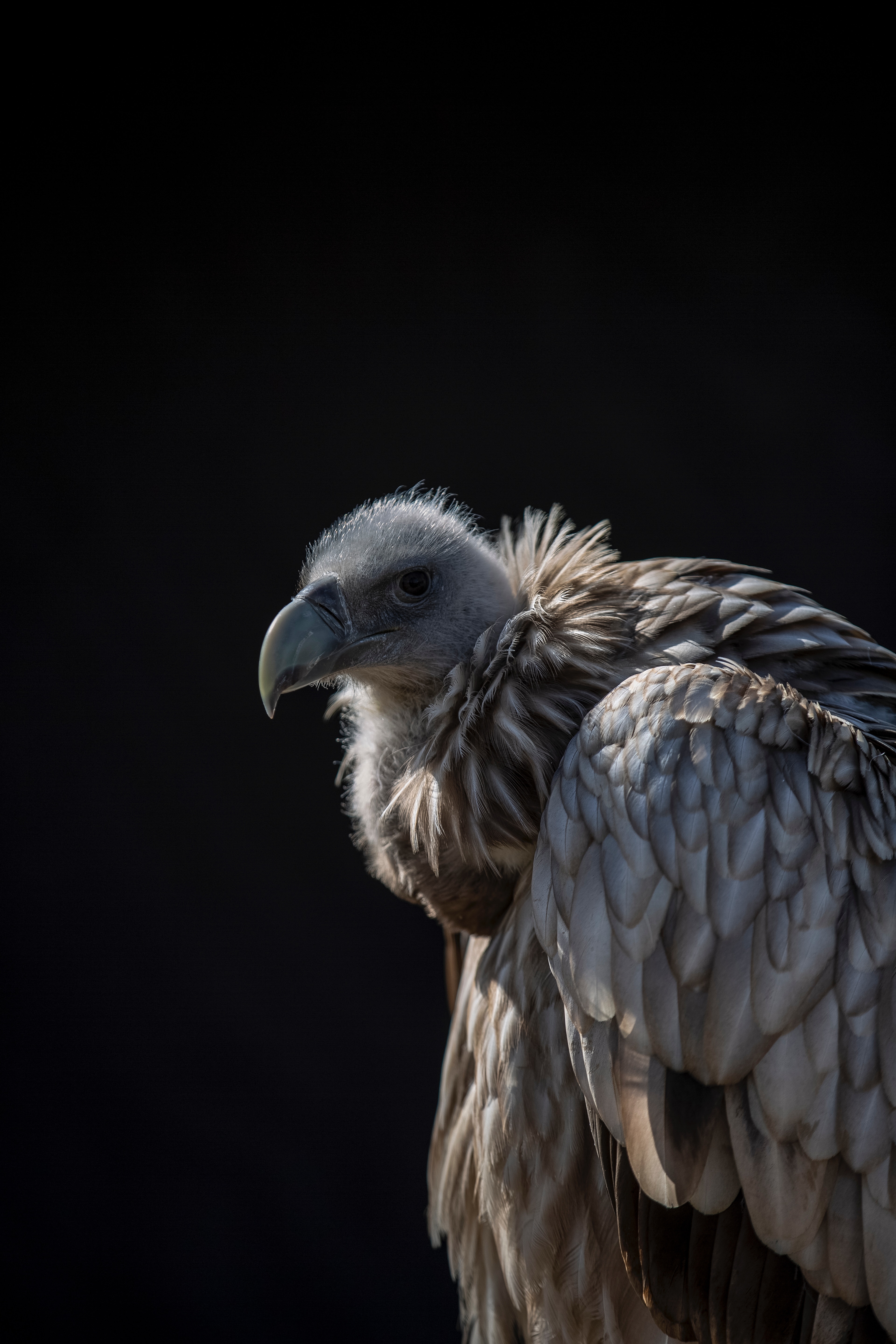 vulture, animals, bird, predator