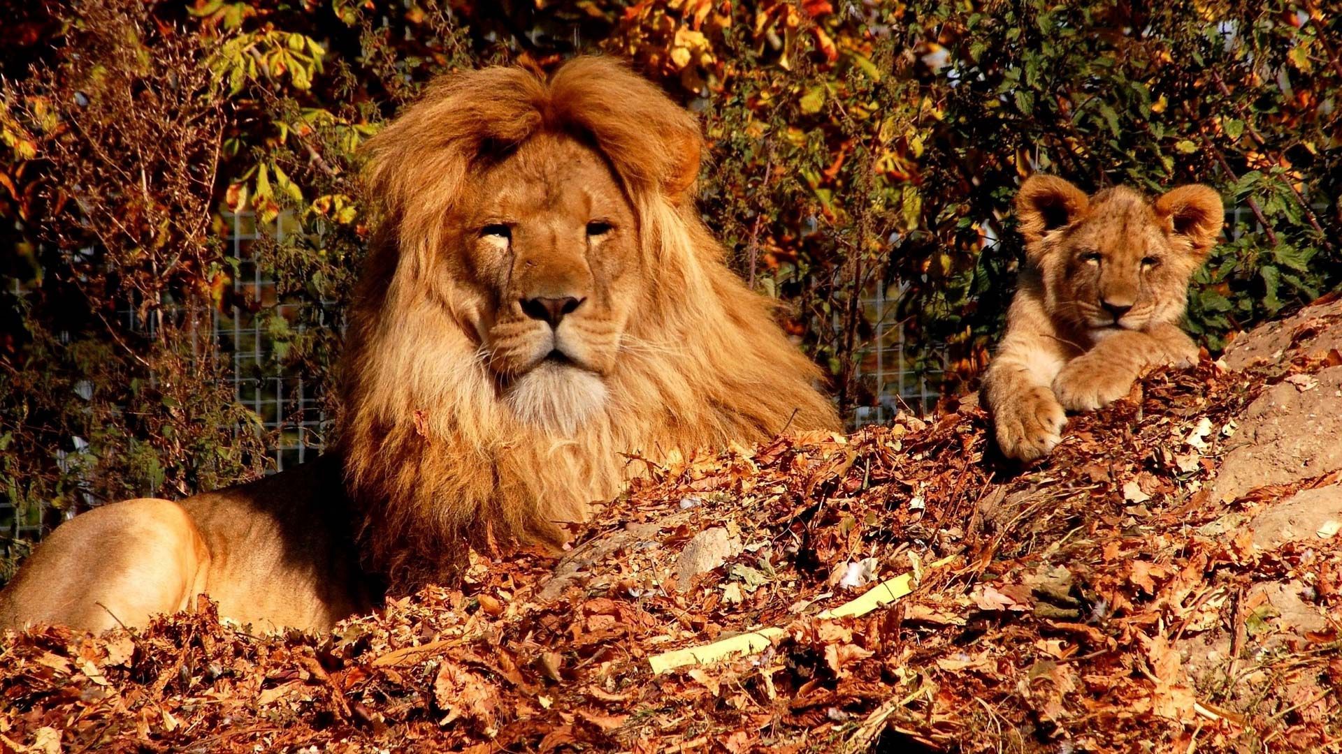 autumn, animals, trees, lion, lion cub, zoo, son Ultra HD, Free 4K, 32K