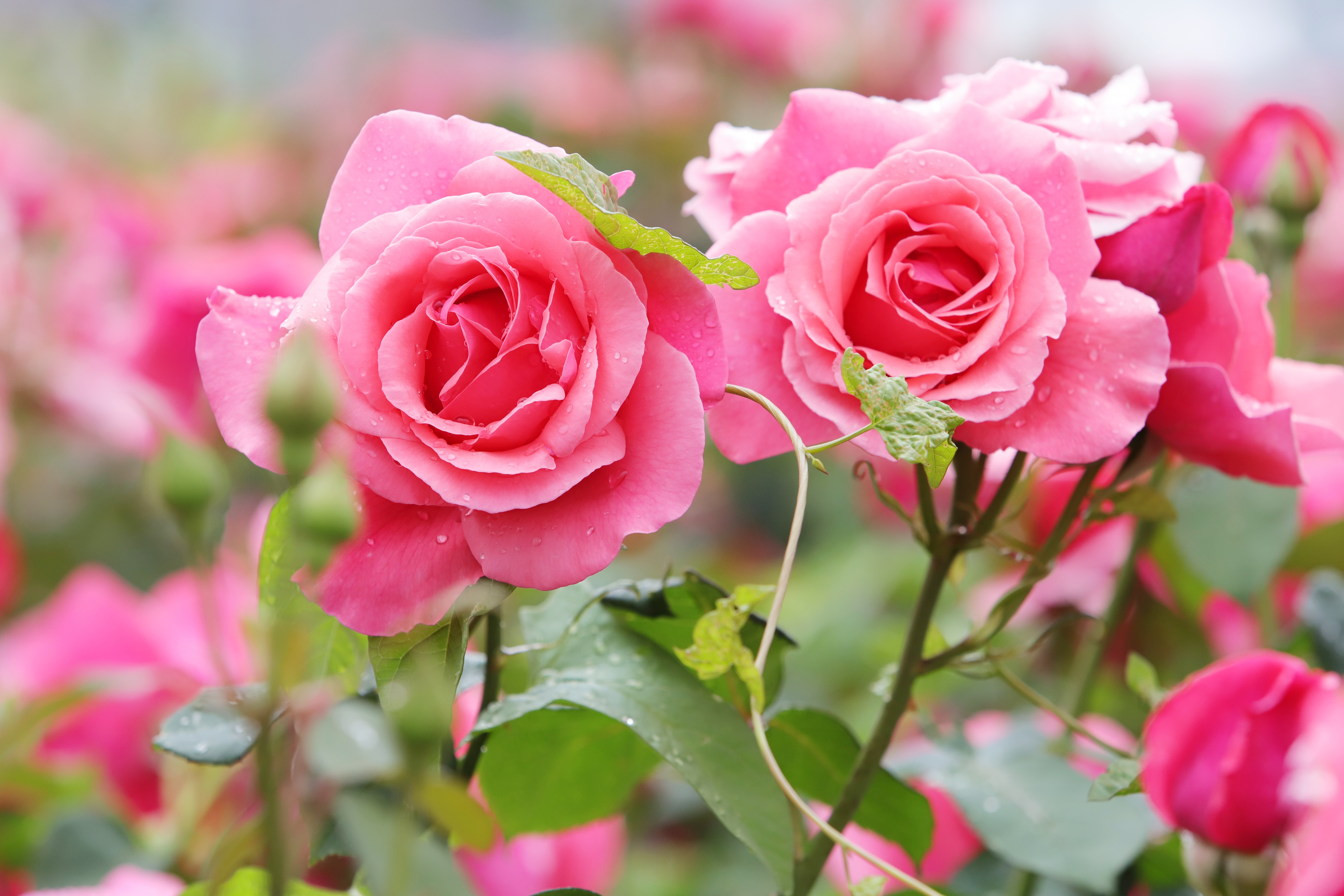 Розовые розы на рабочий стол