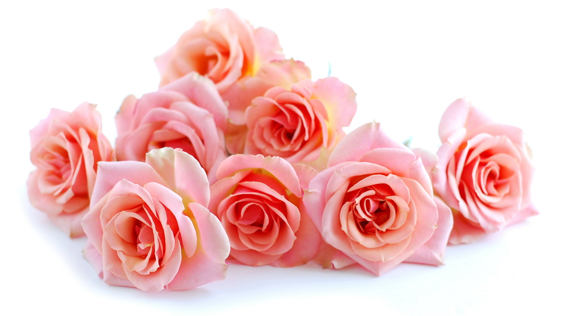 Розовые розы на белом фоне