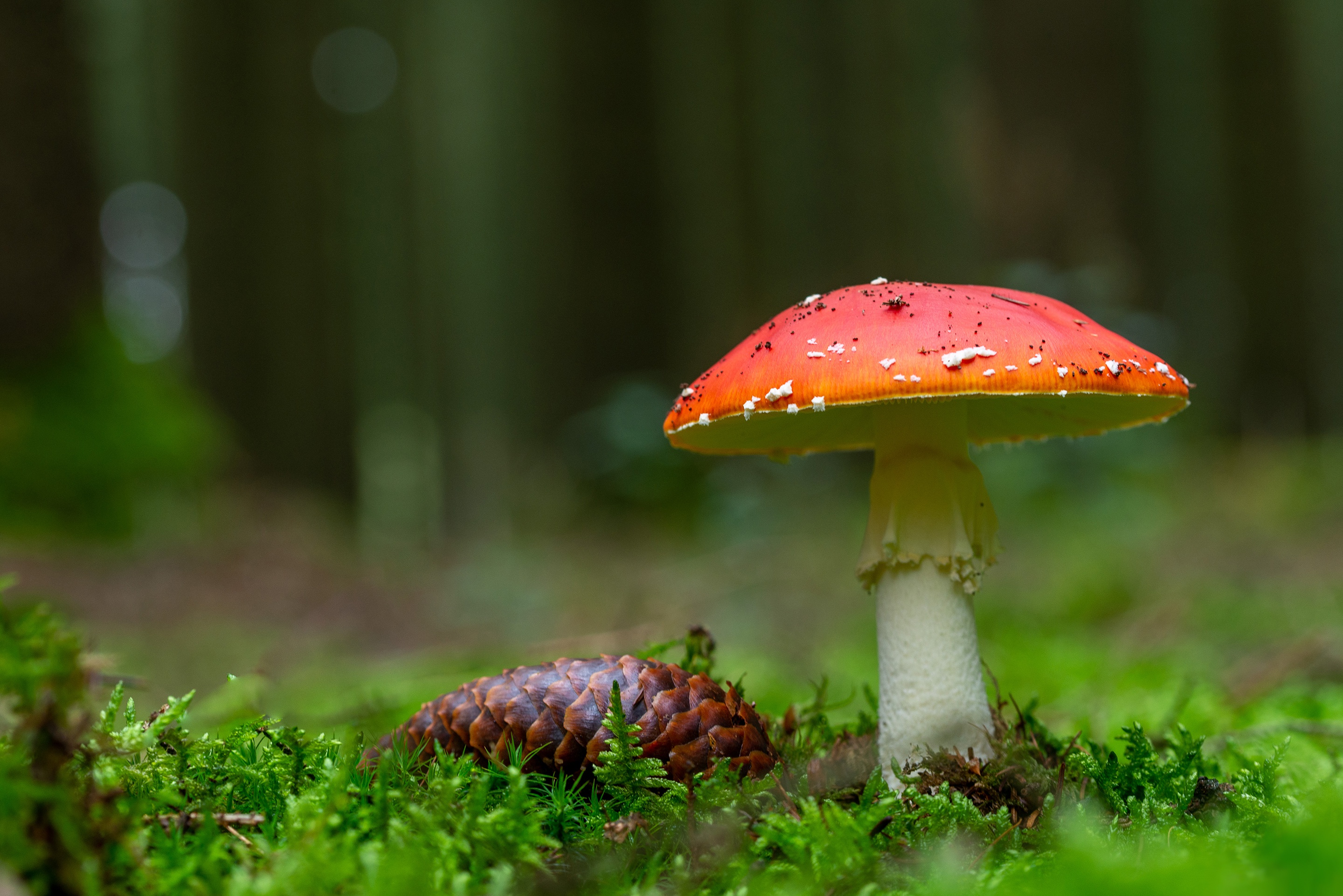 Download mobile wallpaper Earth, Mushroom, Moss, Fly Agaric, Pine Cone for free.