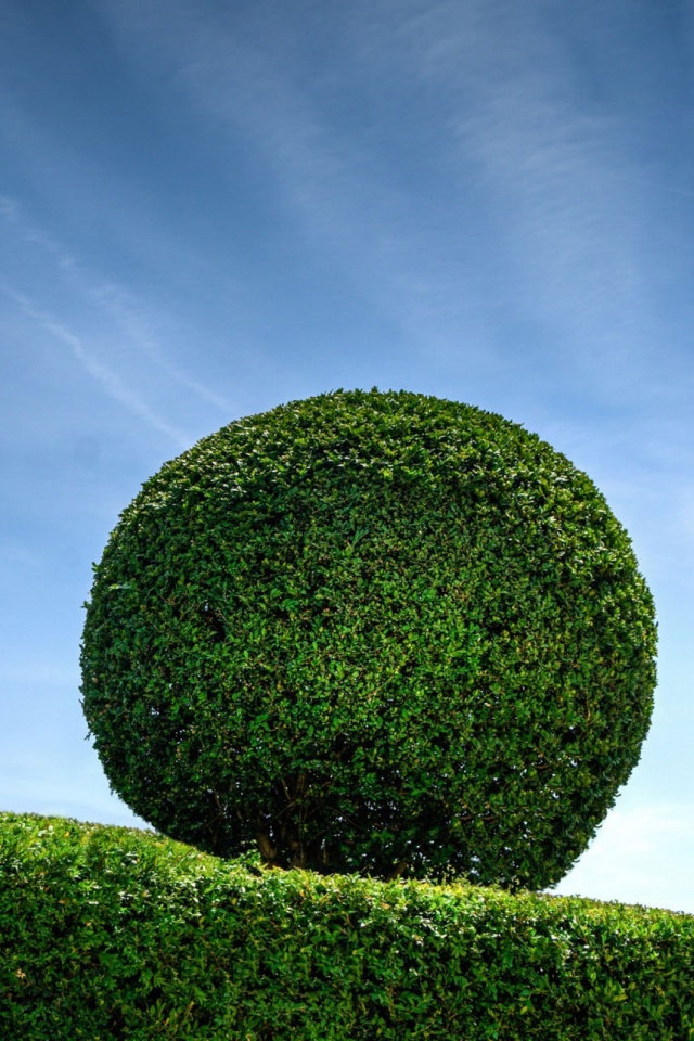 earth, plant, nature, green, hedge HD wallpaper