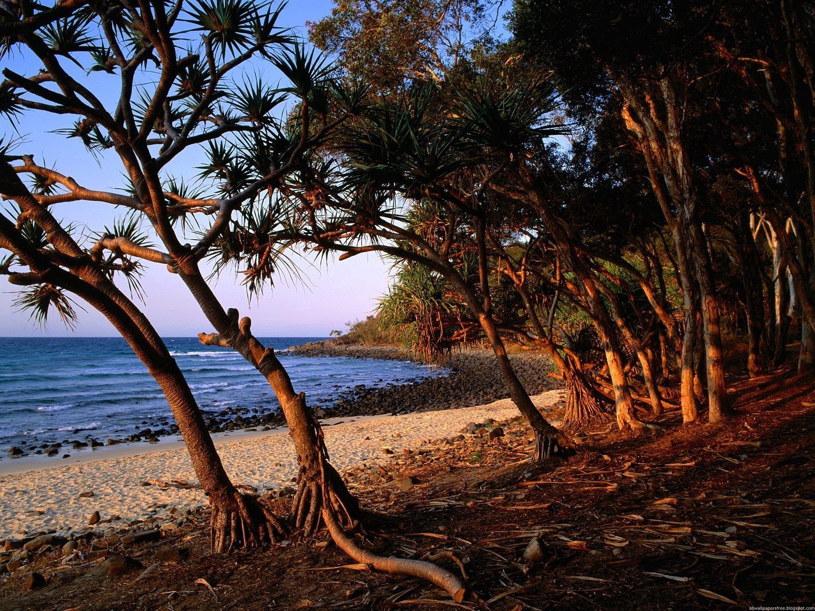 australia, nature, trees, sand, shore, bank, roots