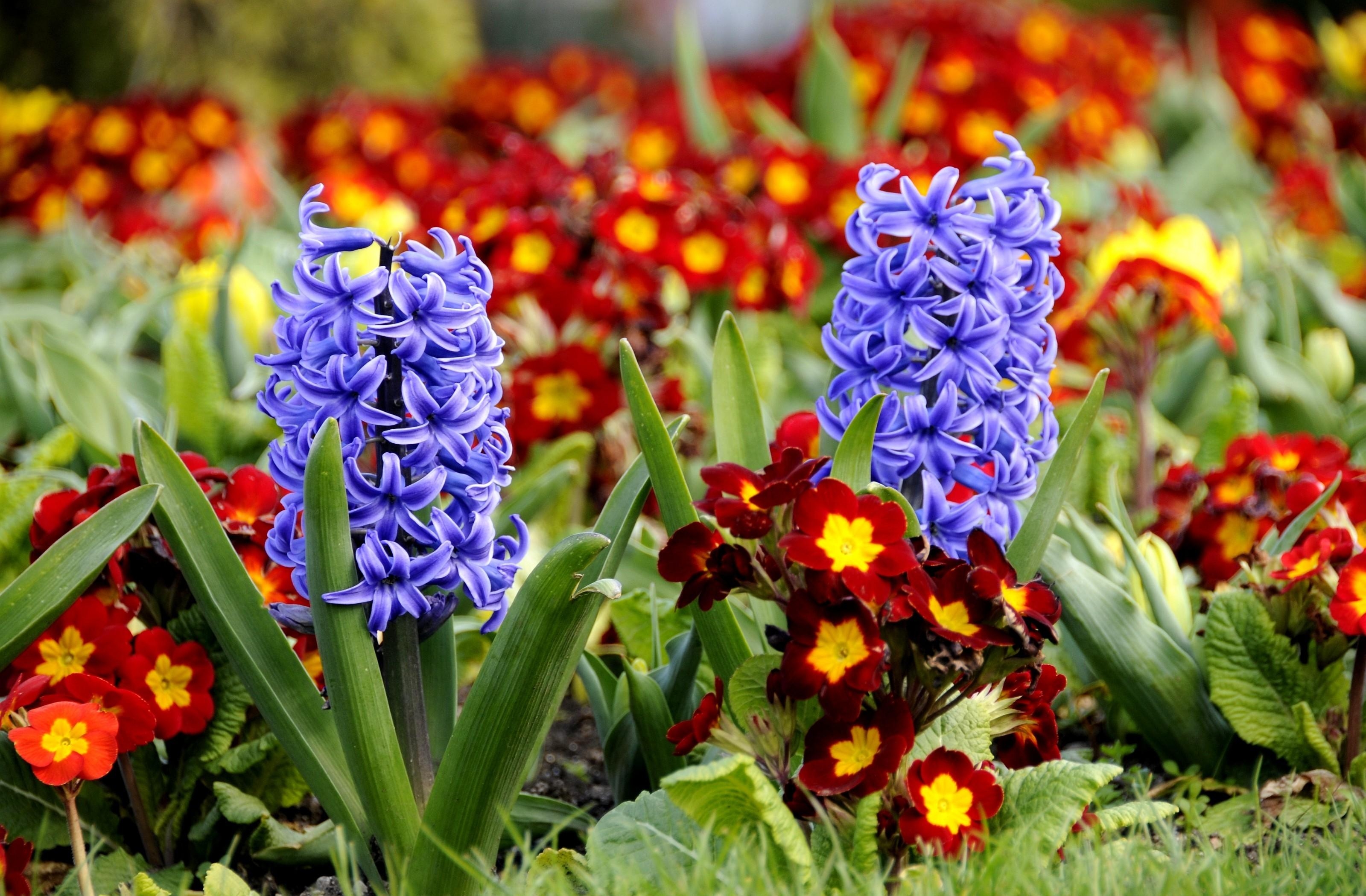 flowers, close up, flower bed, flowerbed, spring, primrose, hyacinths UHD