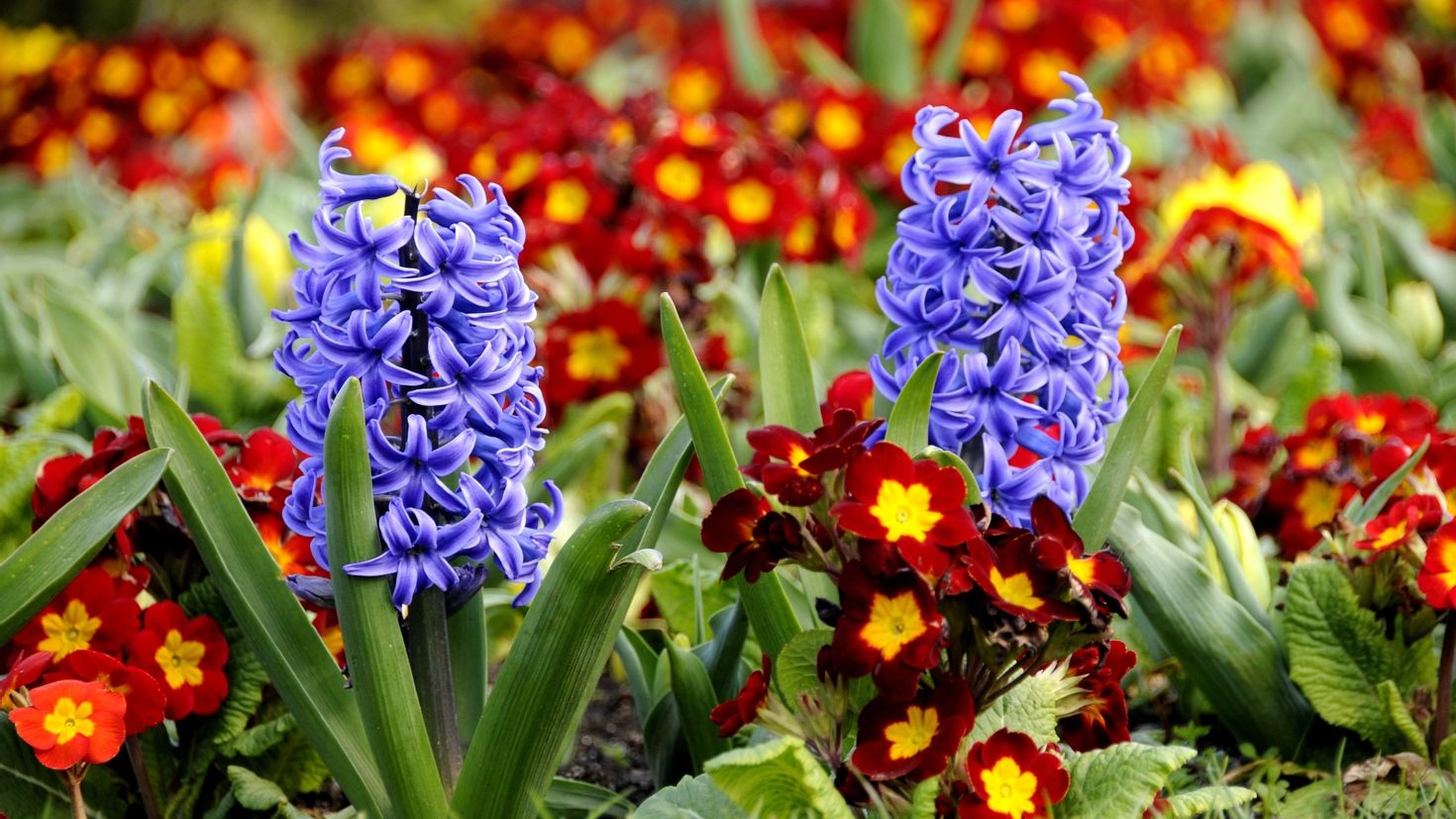 Фото самых ранних цветов. Примулы и гиацинты. Первоцветы гиацинт. Весенние первоцветы гиацинт. Весенние цветы луковичные гиацинт.