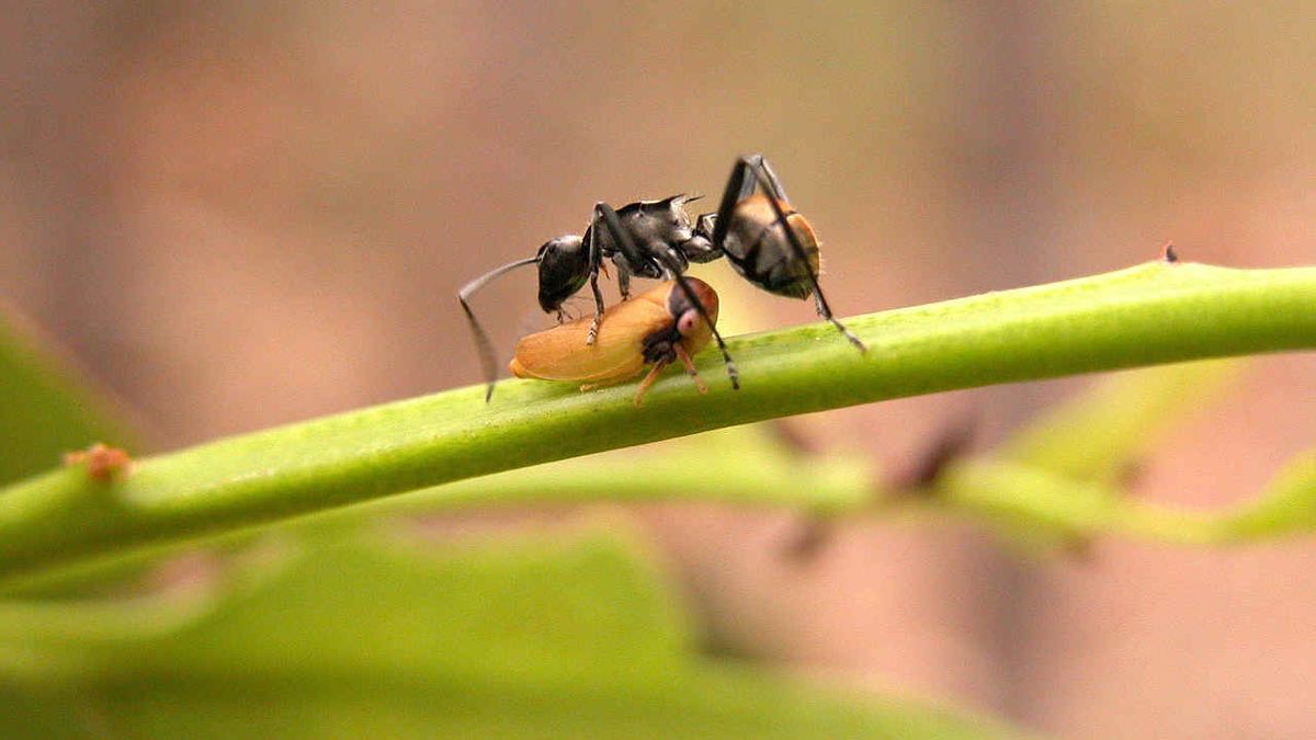 Цикада и муравей