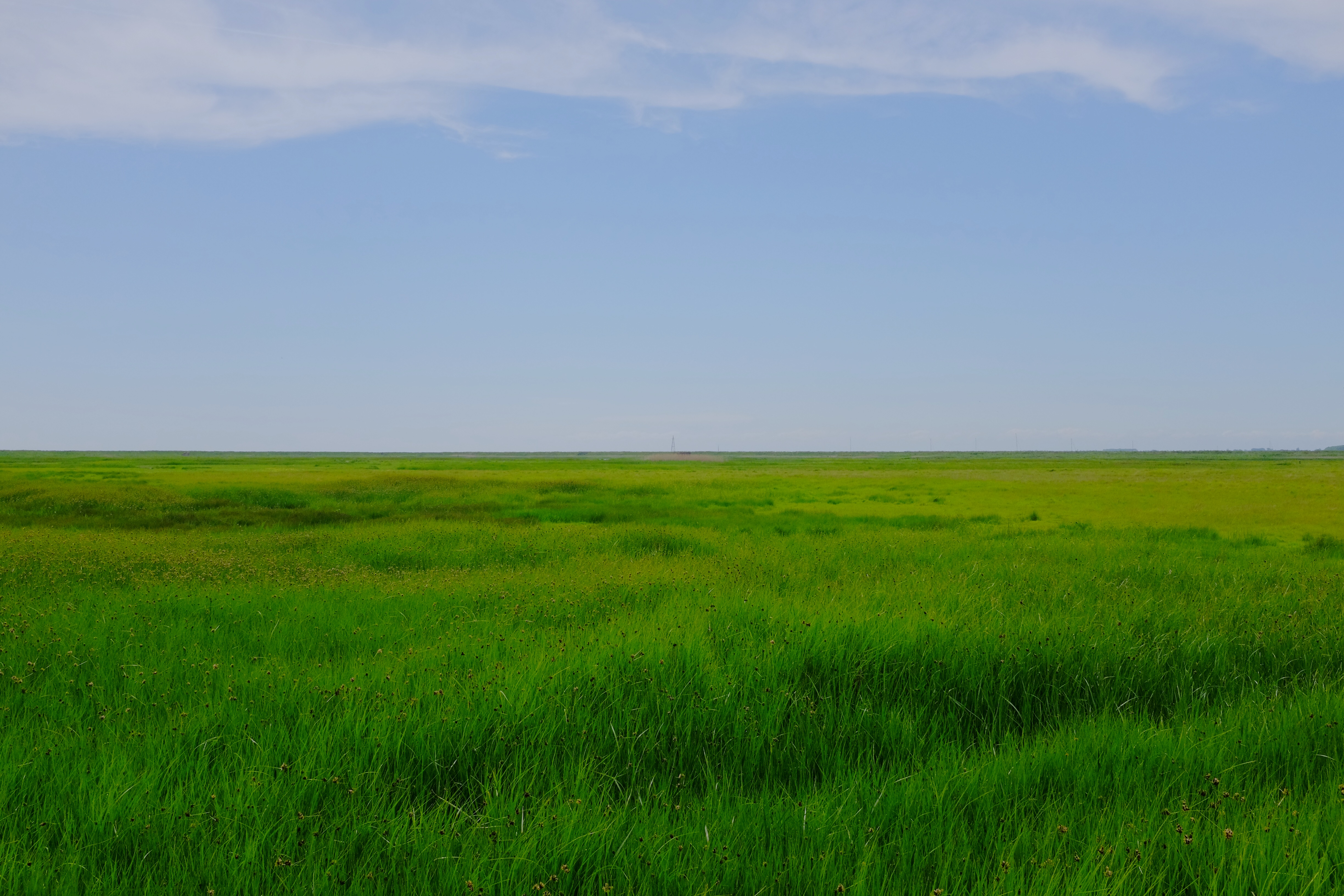 Laden Sie das Horizont, Grass, Wiese, Natur, Feld, Landschaft-Bild kostenlos auf Ihren PC-Desktop herunter