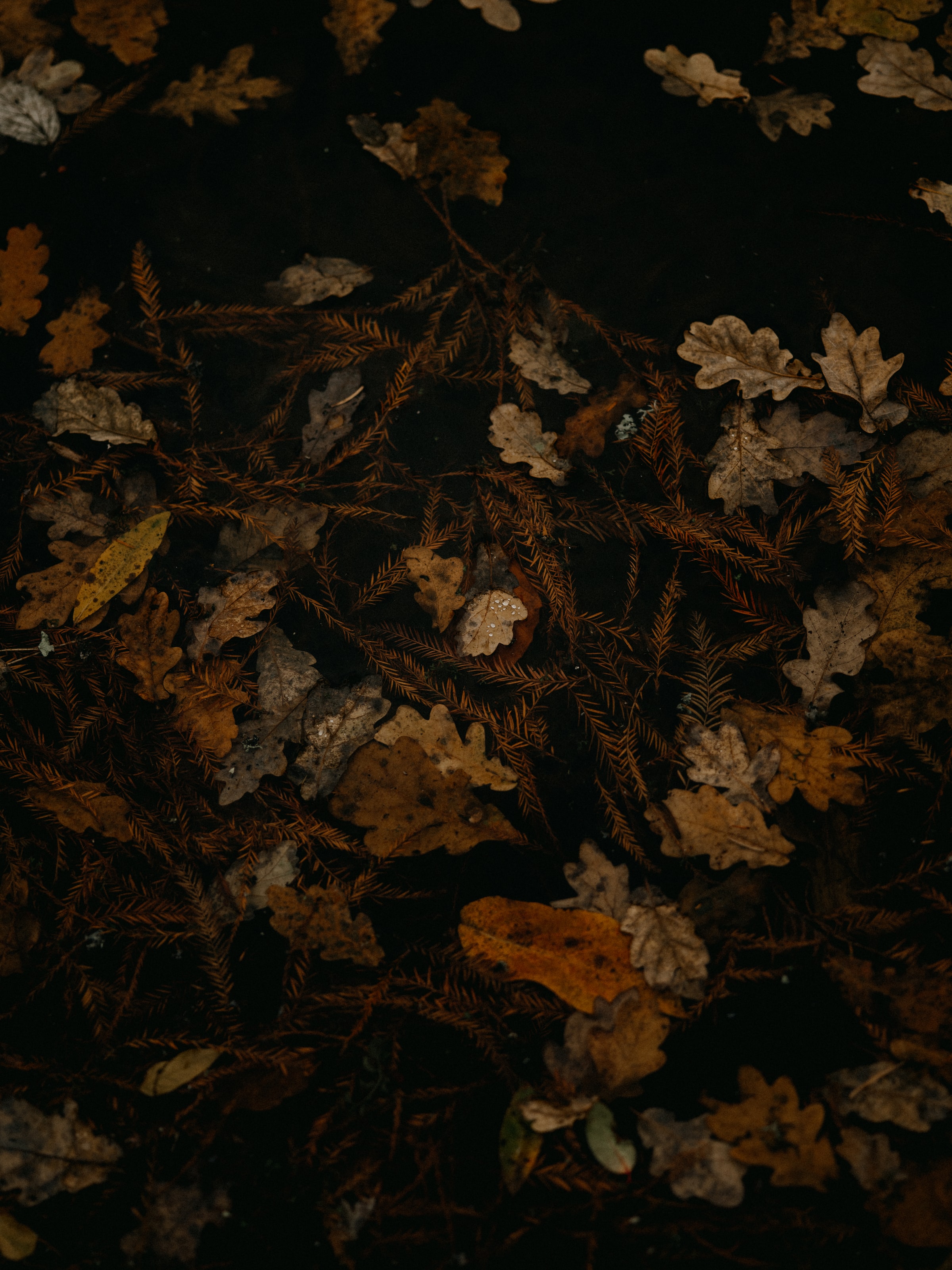 Download mobile wallpaper Brown, Autumn, Dry, Macro, Fallen Foliage, Fallen Leaves, Leaves for free.