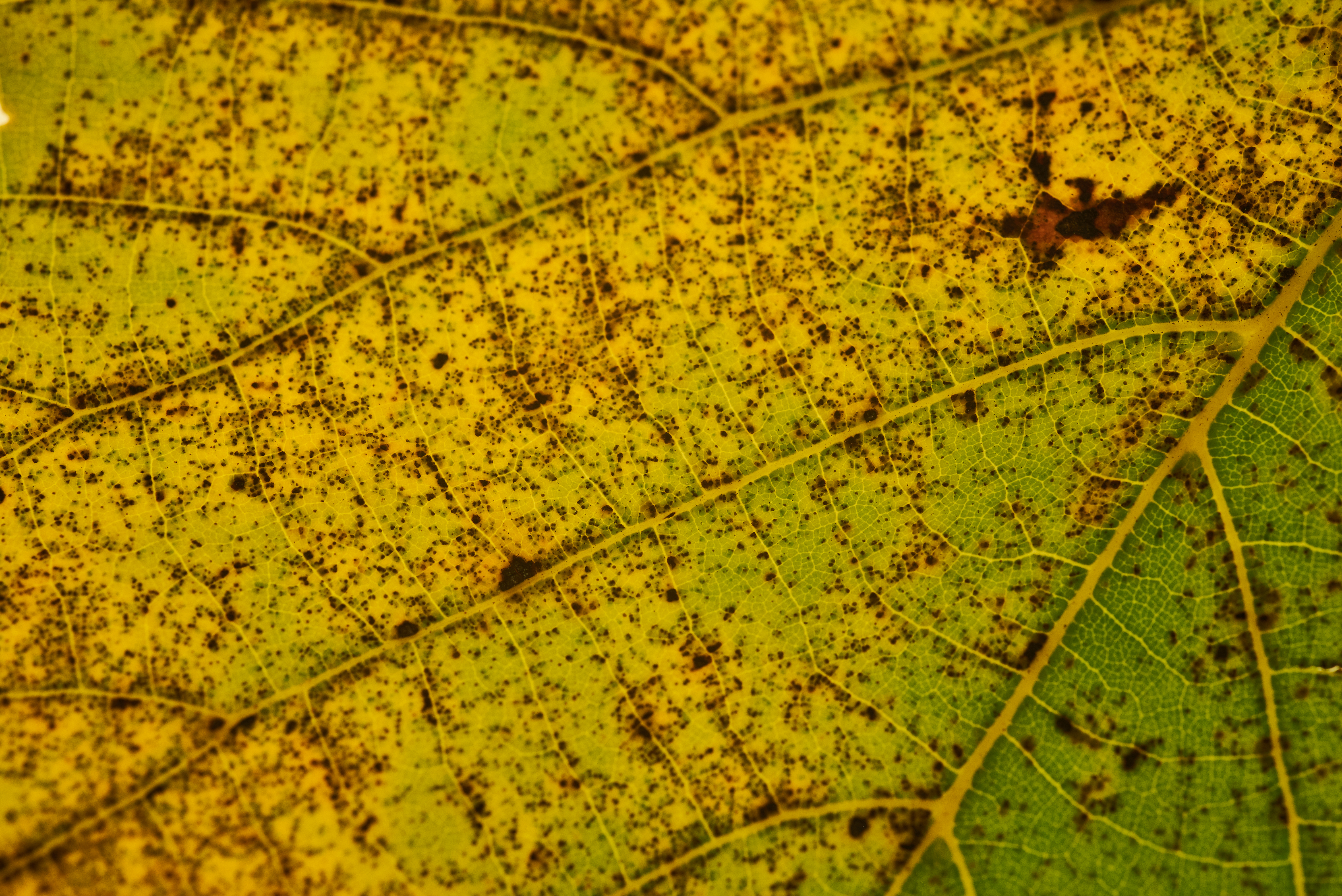 green, macro, sheet, leaf, stains, spots, veins High Definition image