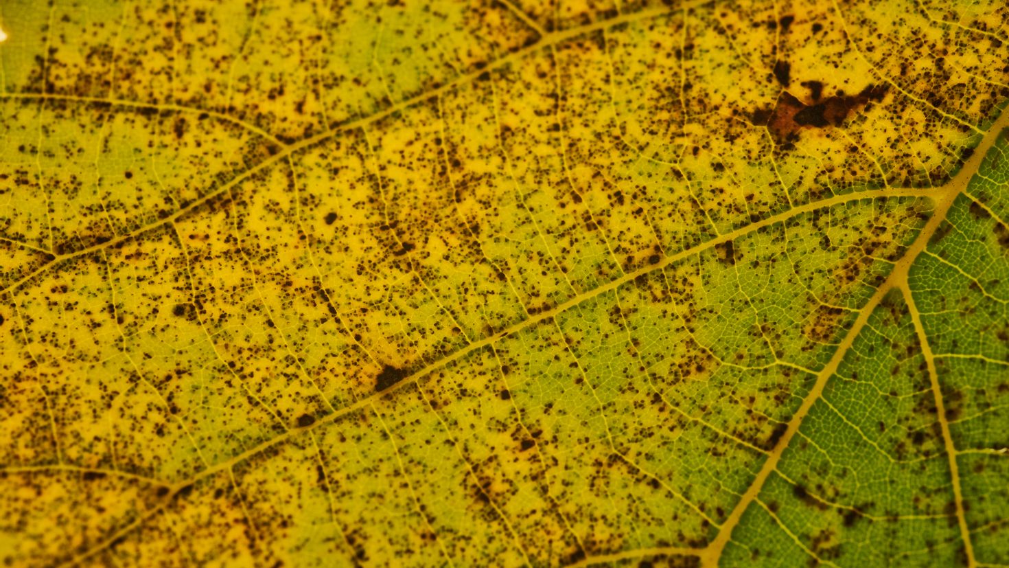 Пятна от листьев. Лист с прожилками. Жилка листа. Лист под микроскопом. Лист под увеличением.