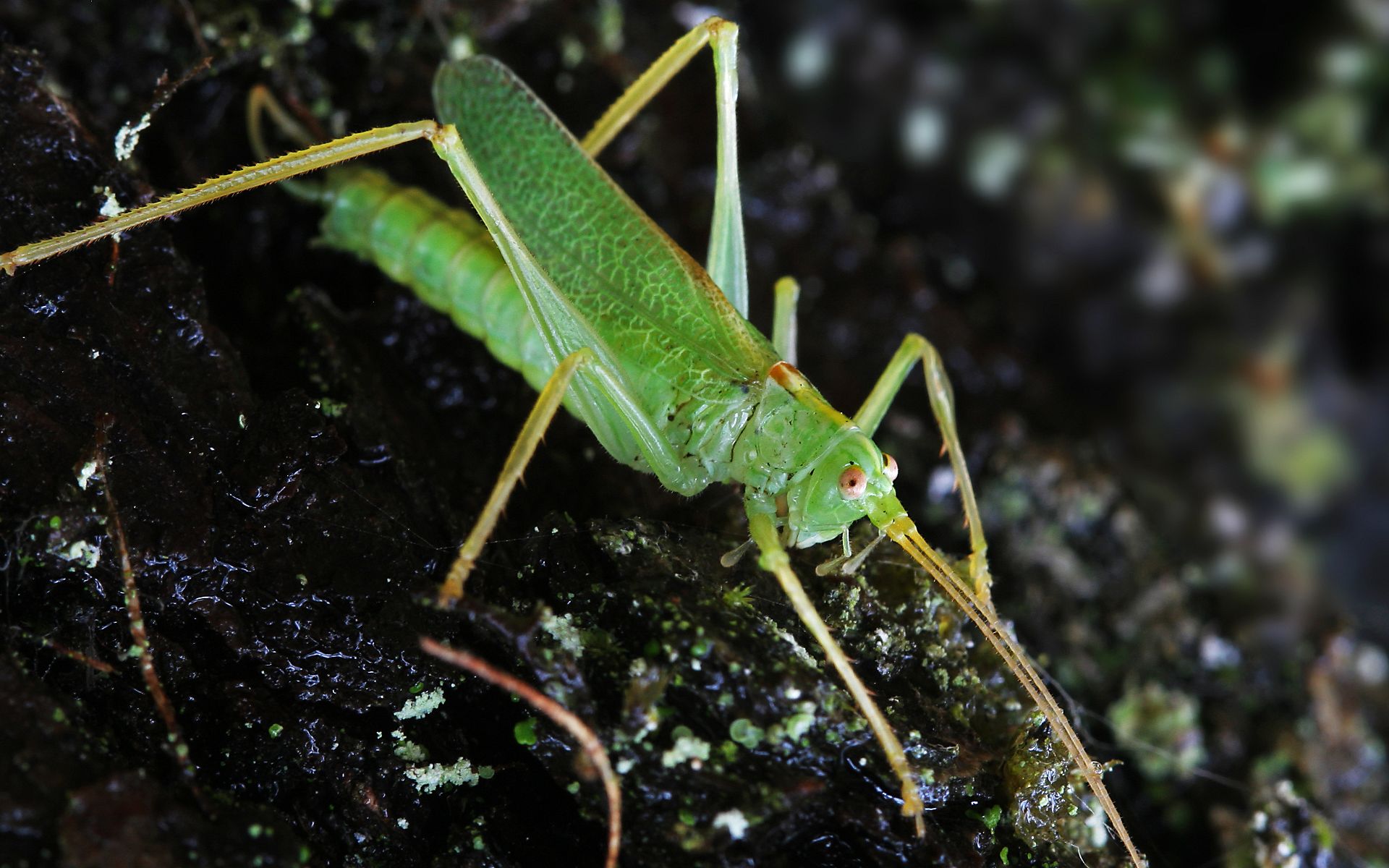 animal, grasshopper lock screen backgrounds