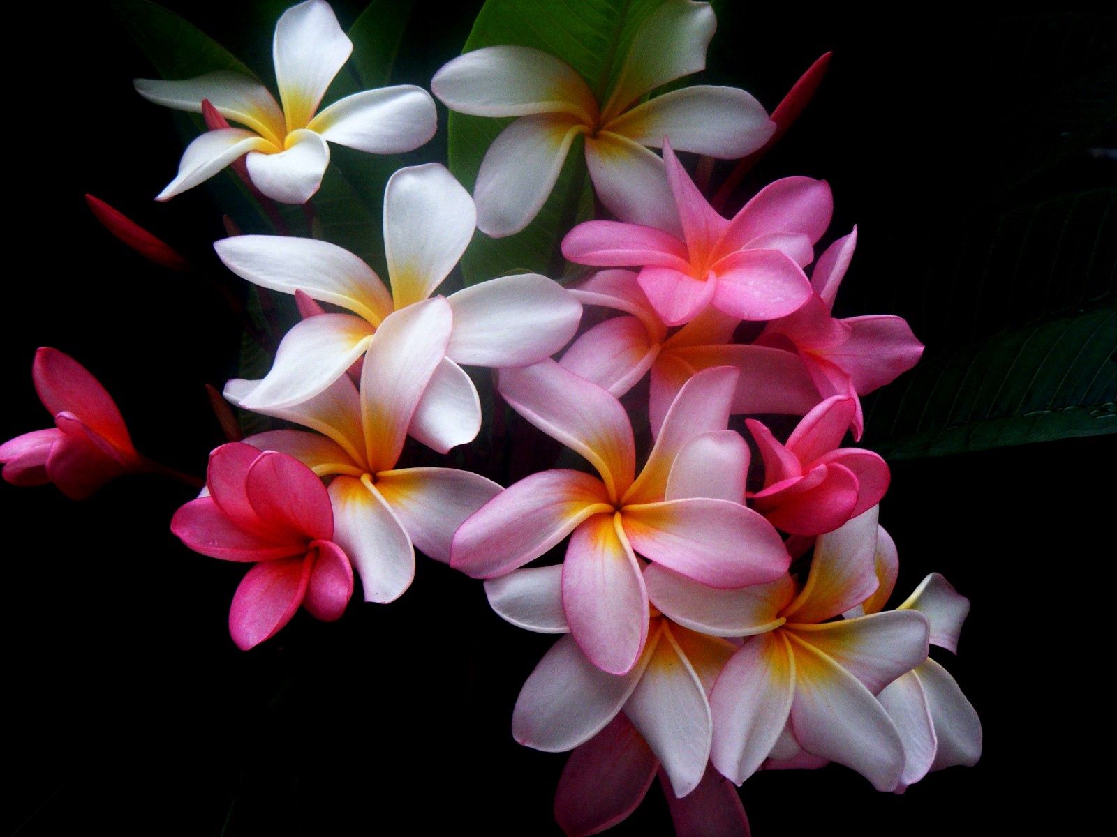 Download mobile wallpaper Flowers, Plumeria, Multicolored, Black Background for free.