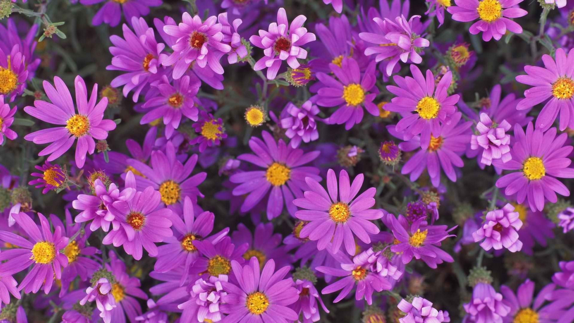 Descarga gratuita de fondo de pantalla para móvil de Naturaleza, Flores, Flor, De Cerca, Margarita, Flor Purpura, Tierra/naturaleza.