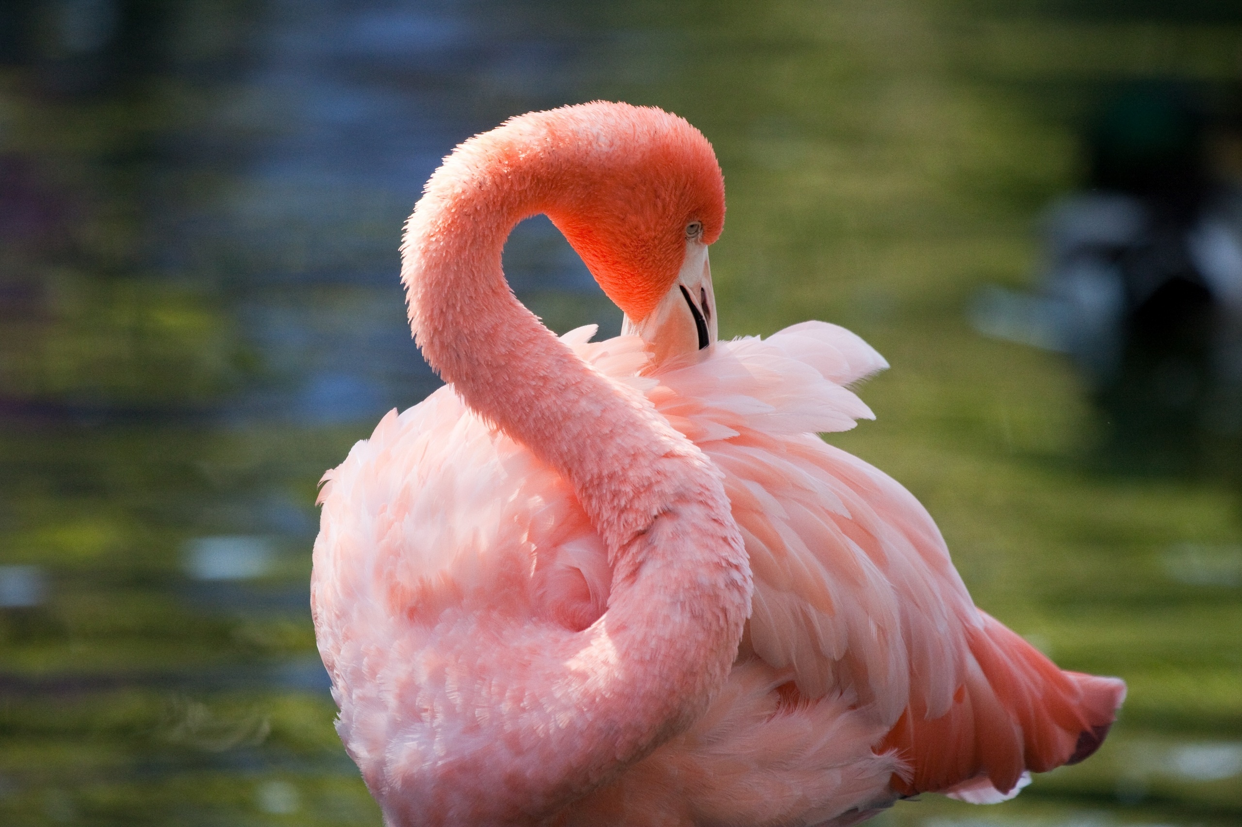 Какое животное розовое. Фламинго. Розовый Фламинго. Окрас Фламинго. Розовый Фламинго цвет.