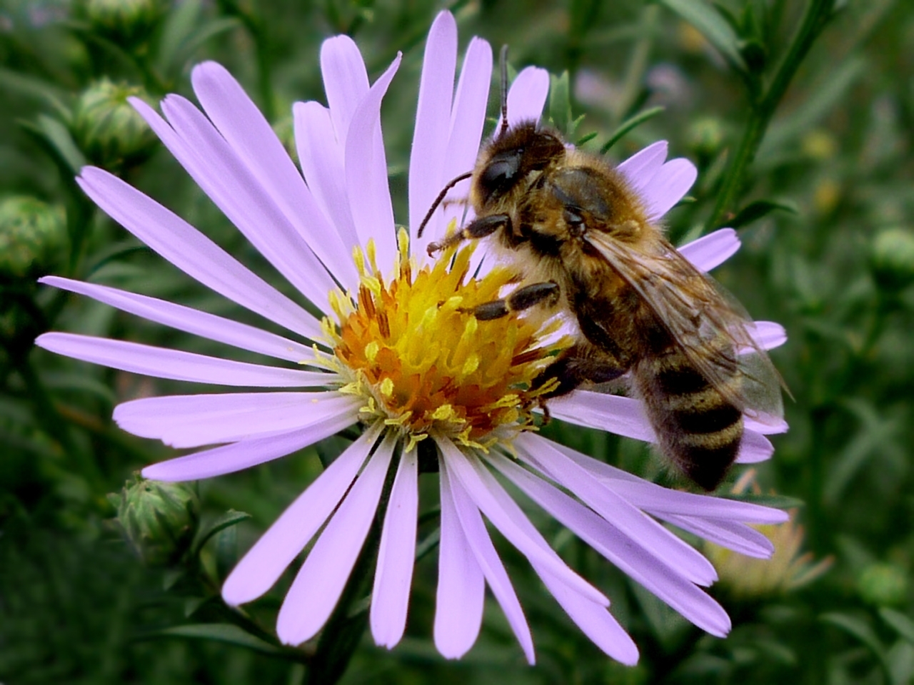 827 Hintergrundbild herunterladen bienen, insekten, pflanzen, blumen - Bildschirmschoner und Bilder kostenlos