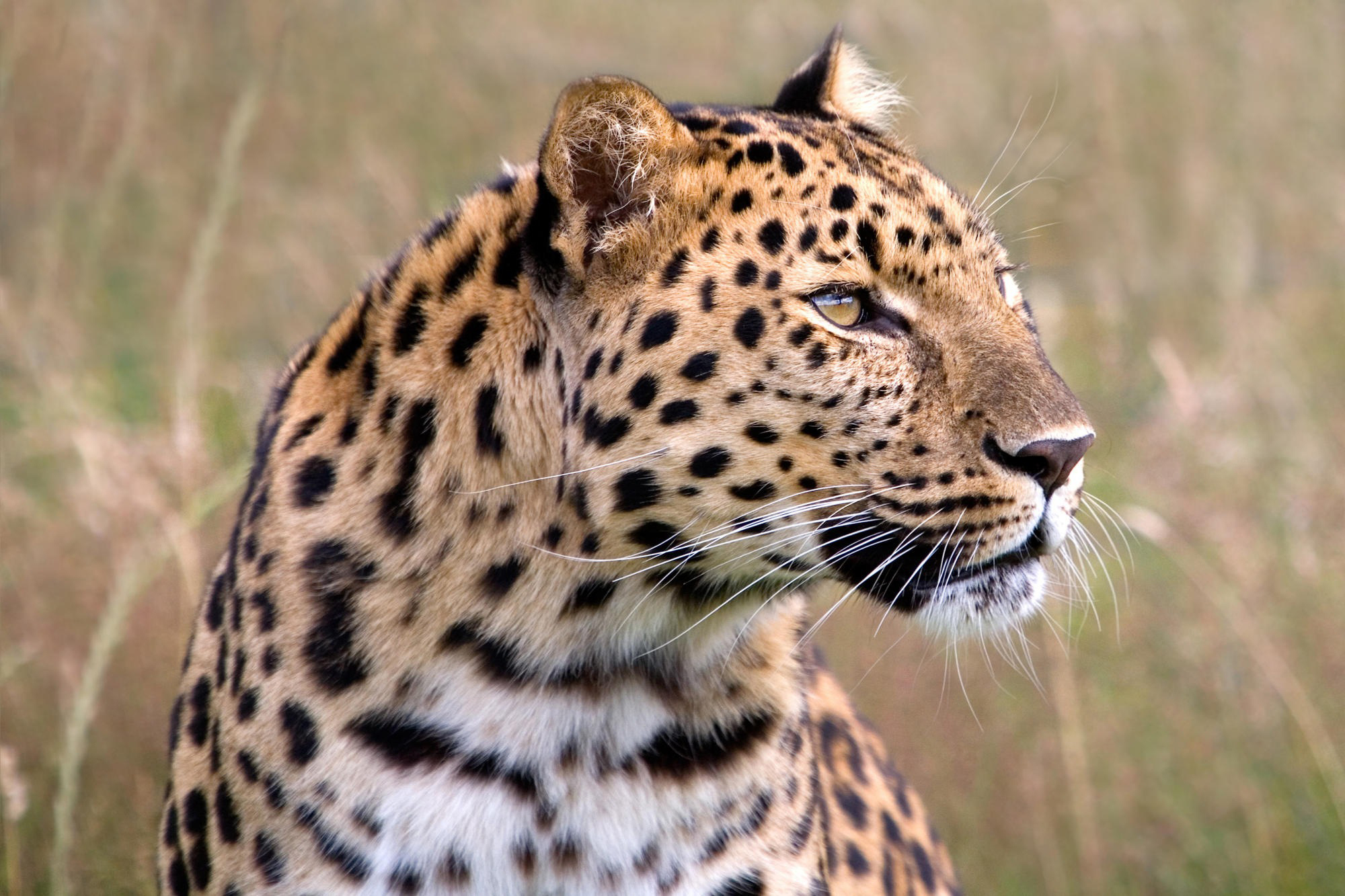 Леопард красивые фото на аватарку