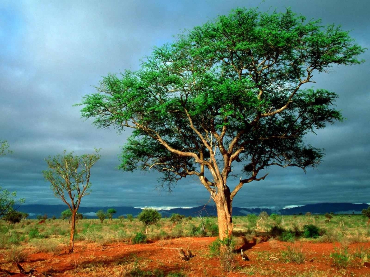 23717 Bild herunterladen bäume, landschaft, savanna - Hintergrundbilder und Bildschirmschoner kostenlos